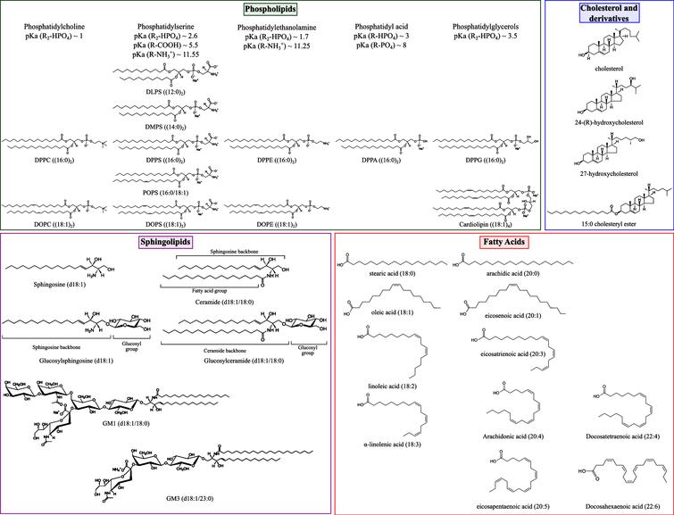 Representative structures of lipid molecules found to influence the aggregation of α-synuclein in vitro and in vivo (see main text). DLPS: 1,2-dilauroyl-sn-glycero-3-phospho-L-serine; DMPS: 1,2-dimyristoyl-sn-glycero-3-phospho-L-serine; DPPC: 1,2-dipalmitoyl-sn-glycero-3-phosphocholine; DPPA: 1,2-dipalmitoyl-sn-glycero-3-phosphate; DPPG: 1,2-dipalmitoyl-sn-glycero-3-phospho-(1’-rac-glycerol); DPPE: 1,2-dipalmitoyl-sn-glycero-3-phosphoethanolamine; DPPS: 1,2-dipalmitoyl-sn-glycero-3-phospho-L-serine; POPS: 1-palmitoyl-2-oleoyl-sn-glycero-3-phospho-L-serine; DOPS: 1,2-dioleoyl-sn-glycero-3-phospho-L-serine; DOPE: 1,2-dioleoyl-sn-glycero-3-phosphoethanolamine; DOPC: 1,2-dioleoyl-sn-glycero-3-phosphocholine; cardiolipin: 1,3-bis[1,2-dioleoyl-sn-glycero-3-phospho]-sn-glycerol. pKa values for phospholipids are indicated for an ionic strength of 0.1M NaCl [56].
