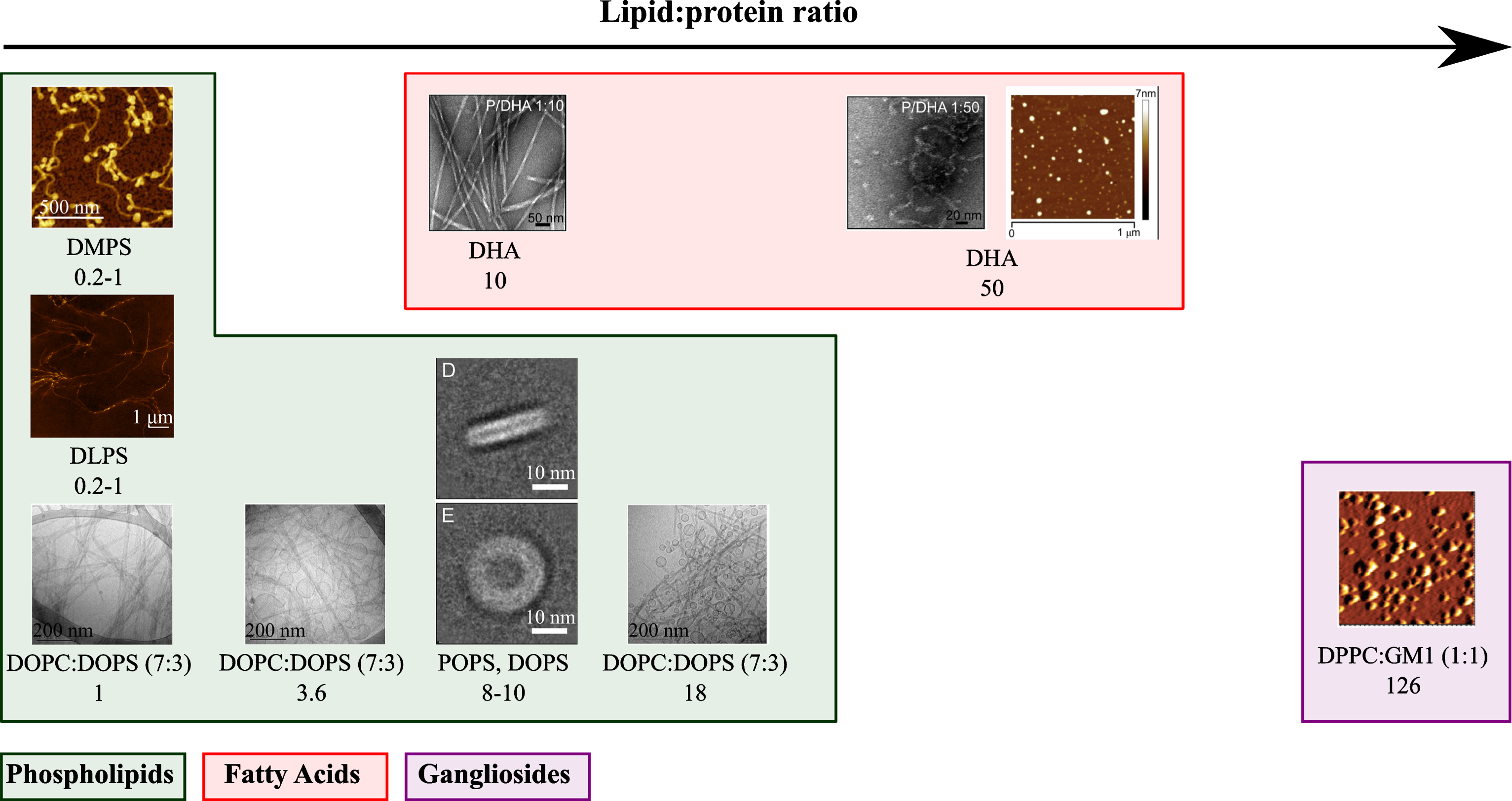 Representative structures that α-synuclein can form when the recombinant protein was incubated in the presence of lipids at different L:P ratios. For each protein-lipid system, the L:P (M:M) ratio and the lipid composition are indicated. The atomic force microscopy and electron microscopy images were adapted from [19, 28, 37, 38, 50, 55].