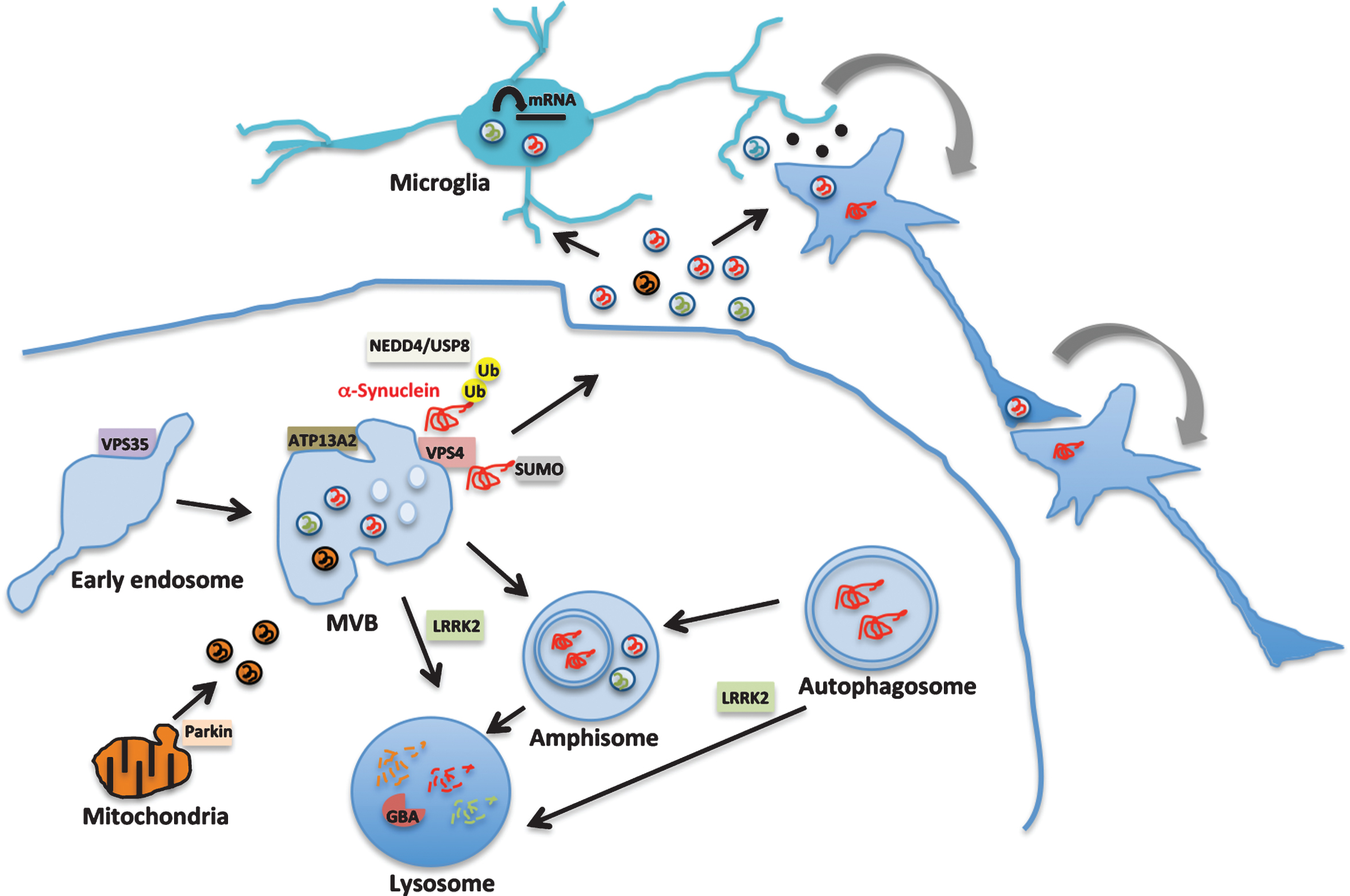Exosome signaling in Parkinson’s disease pathobiology. Exosomes are generated within the multivesicular bodies (MVB) of the endosomal-lysosomal pathway. Genes that are implicated in familial forms of PD such as VPS35, LRRK2, ATP13A2 and Parkin, function in this pathway as shown in the diagram. Heterozygous mutations in GBA that increase the risk of PD by 6-fold impair lysosomal function. LRRK2 regulates this pathway at multiple steps through its kinase activity and is also an exosomal cargo protein (shown in green). α-Synuclein (red) misfolding is considered a key pathogenic event in sporadic PD. α-Synuclein is trafficked via the endosomal pathway by NEDD4/USP8 regulated ubiquitination (Ub) or sumoylation (SUMO) and released in exosomes. Exosomal α-synuclein, LRRK2 or other proteins may contribute to PD pathology by modulating microglial cell activation, facilitating the propagation of proteopathic α-synuclein assemblies or additional signaling events.