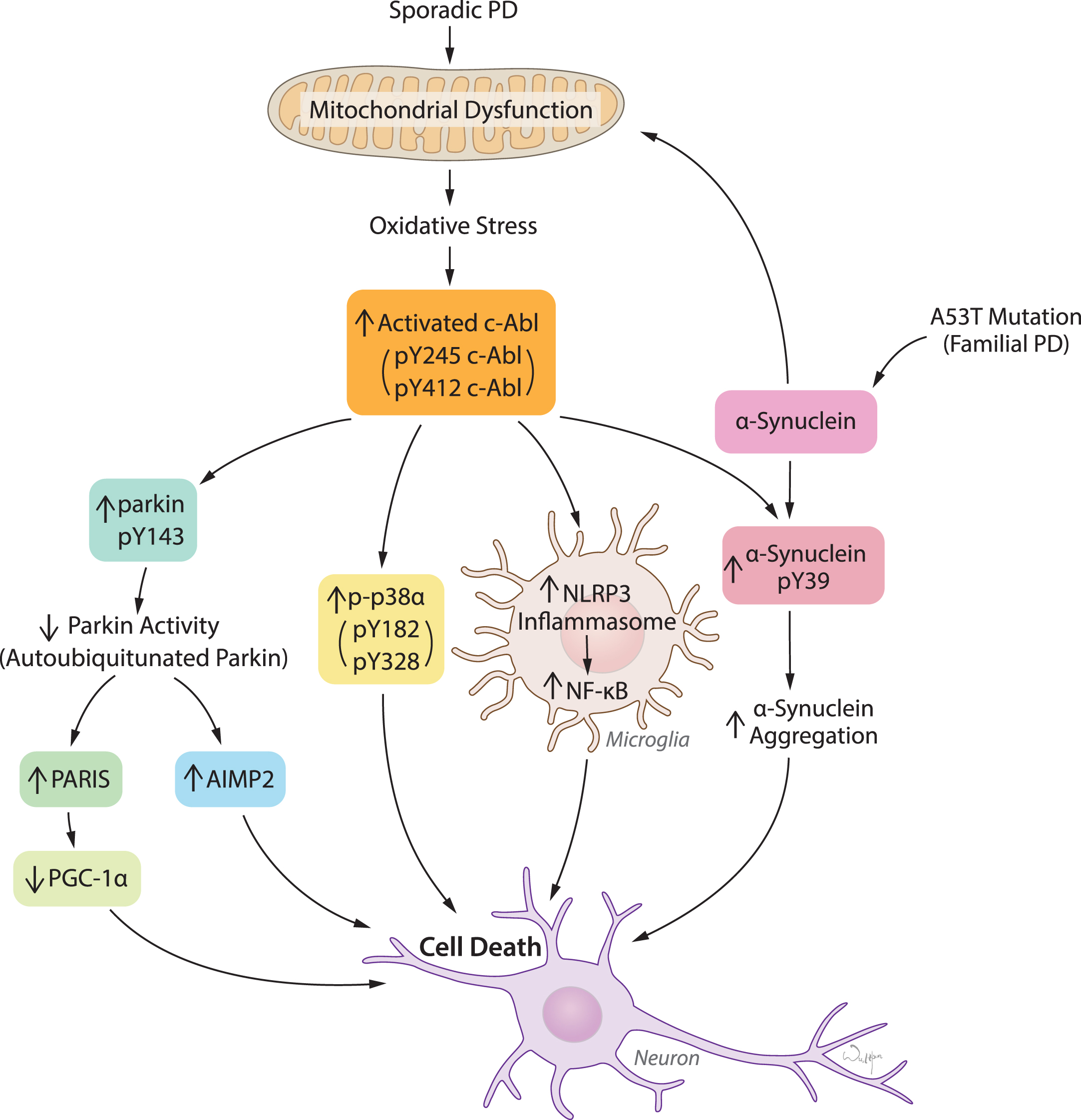 c-Abl activation links diverse pathogenic pathways leading to neuronal death in response to oxidative stress in PD and related α-synucleinopathies. Mitochondrial dysfunction and resulting oxidative stress is the key feature in both sporadic PD and familial PD related α-synucleinopathies. c-Abl activation acts as a sensor of oxidative stress which in turn triggers multiple pathogenic signals primarily leading to inactivation of parkin, activation of p38α, NLRP3-inflammasome-mediated NF-κB activation in microglia, and α-synuclein phosphorylation at Y39. Parkin inactivation causes accumulation of pathogenic parkin substrates PARIS and AIMP2 and subsequently neuronal death. Activation of p38α and microglial activation of NF-κB merge on to cellular death. α-synuclein phosphorylation at Y39 is potentially linked to aggregation and neuronal toxicity.