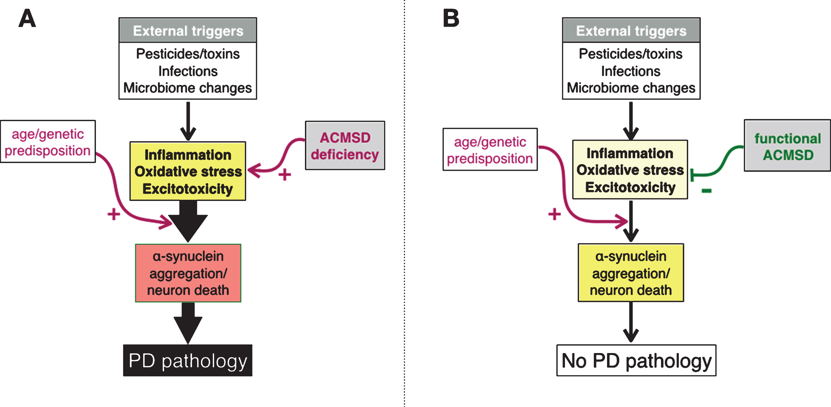 A. Schematic diagram depicting the interrelationships between putative triggers of Parkinson’s disease (PD) and three pathogenetic mechanism that are believed to contribute to the development of neuropathology. We suggest that these events are enhanced by aging. In this model, we propose that ACMSD activity can reduce the likelihood that potential disease triggers actually lead to PD. B. Physiological state.