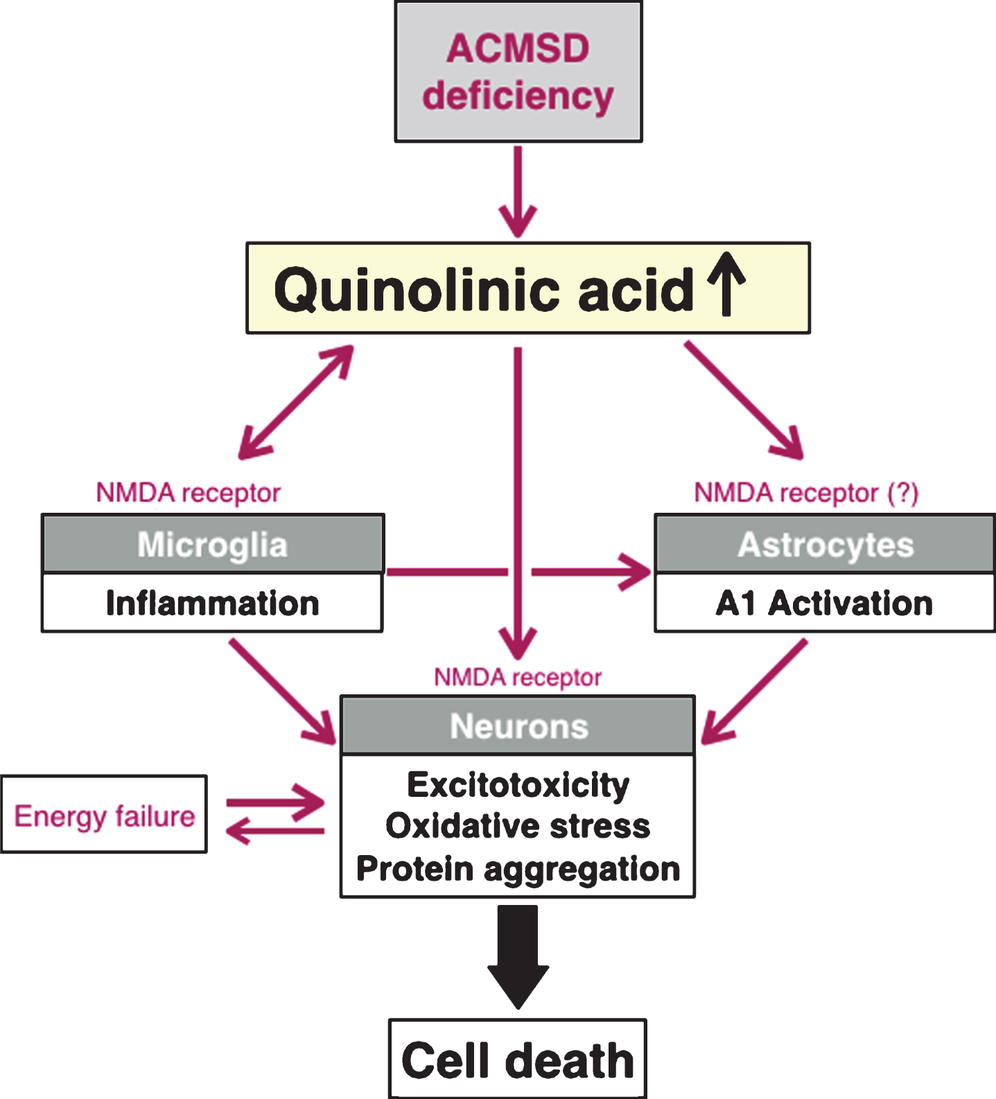 Schematic diagram describing a model for possible interactions between quinolinic acid and different cell types in the brain, when it comes to pathogenetic mechanisms that are highly relevant to Parkinson’s disease. In this model, we propose that a relative lack of ACMSD increases the levels of quinolinic acid and consequently elevates the risk for excitotoxicity and neuroinflammation. Maroon arrows depict an increase activity of a molecular pathway, and the green T-bar illustrates inhibition.