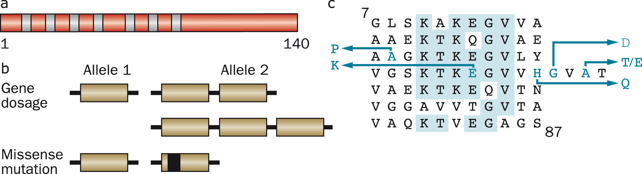 Human α-synuclein and its disease-causing mutations. (a), Diagram of the 140 amino acid human α-synuclein protein. The core regions of the seven amino-terminal repeats are shown as blue bars. (b), An increase in gene dosage (duplication or triplication) of the chromosomal region containing SNCA or missense mutations in SNCA cause dominantly inherited forms of Parkinson’s disease and dementia with Lewy bodies. (c), The repeats (residues 7–87) of human α-synuclein are shown, with disease-causing missense mutations (A30P, E46K, H50Q, G51D, A53E and A53T) given as blue letters. Amino acids that are identical in at least five of the seven repeats are shaded in blue.