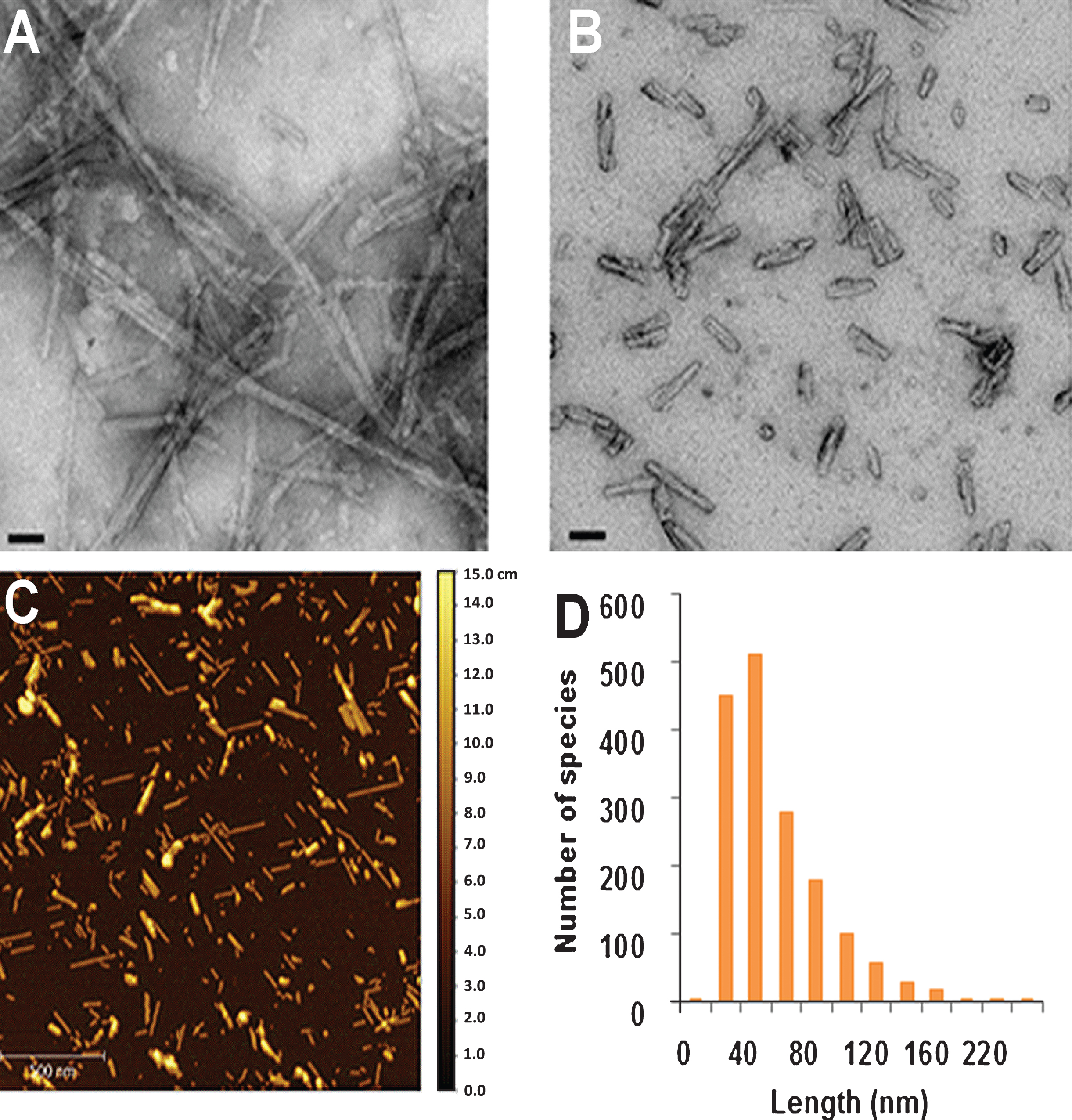 Analysis of the size and morphology of alpha-synuclein pre-formed fibrils (aSyn PFFs) after efficient sonication. A-B) Transmission electron microscopy (TEM) images of aSyn PFFs (A) pre-sonication and (B) post-sonication. A) aSyn PFFs pre-sonication are long fibrils with beta-sheet structure. Scale bars = 50 nm. B) aSyn PFFs that have been efficiently sonicated are short fibrils that keep the beta-sheet conformation. Scale bars = 50 nm. C) Atomic force microscopy (AFM) analysis of sonicated aSyn PFFs to determine size of the sonicated PFFs. D) Size distribution of the aSyn PFFs after sonication as determined by values obtained from statistical analysis of the aggregates identified in the atomic force microscopy images (C). aSyn, alpha-synuclein; PFF, pre-formed fibril.