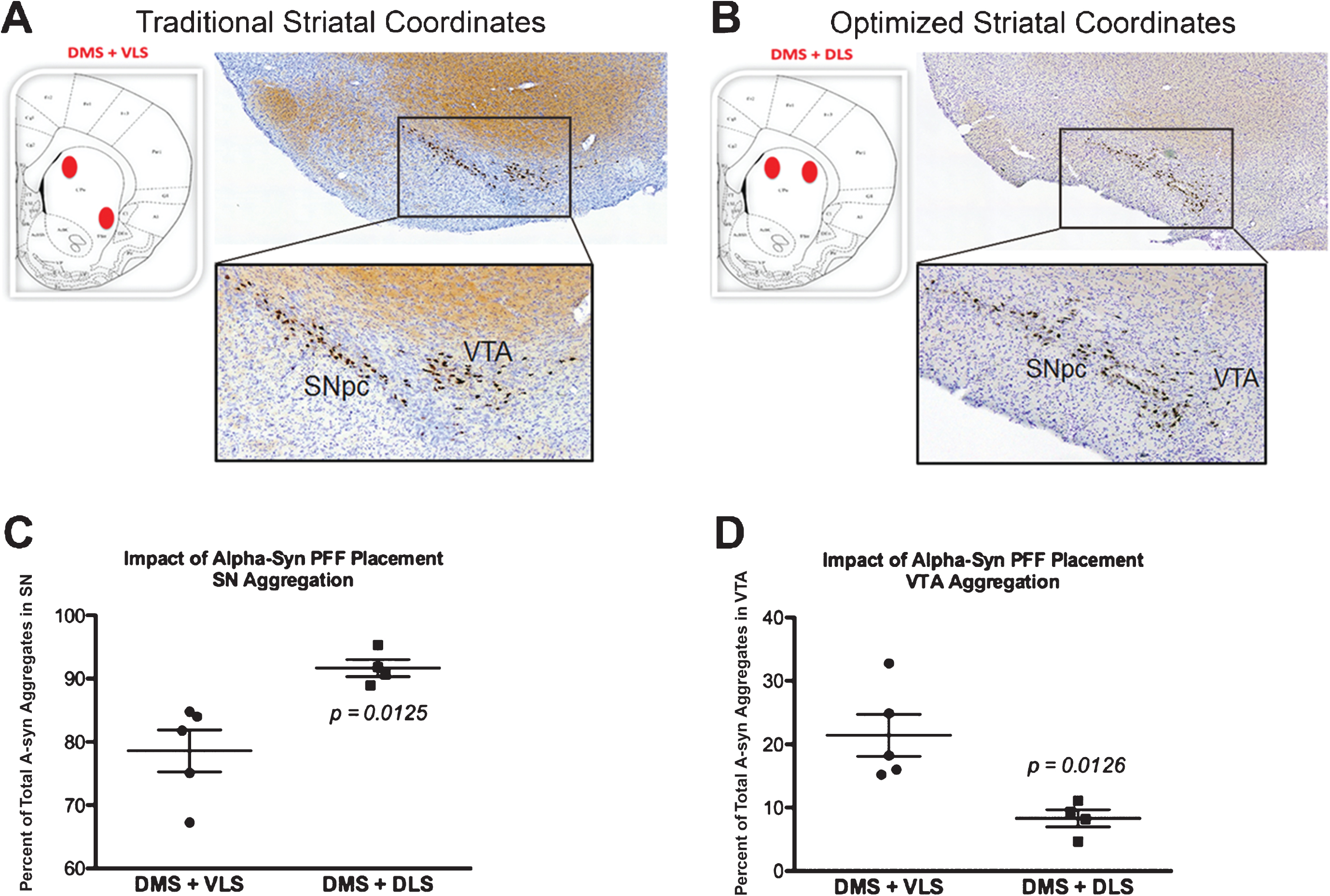 Optimized striatal injection coordinates for use in the rat alpha-synuclein pre-formed fibril (aSyn PFF) model. A–B) Comparison of pS129 aSyn expression in the ipsilateral midbrain after two site striatal injections using (A) original, traditionally-used coordinates [34] or (B) optimized coordinates guided by recent findings revealing distinct SNpc-striatal innervation patterns [54]. Neuroanatomical atlas images from Paxinos and Watson [58] depict the general coordinates used for injection. Representative low and high magnification images are shown for ipsilateral midbrain stained with cresyl violet (purple) and antibodies directed against pS129 aSyn (brown). A) Traditional injection coordinates involve injection into the dorsomedial striatum (DMS) and ventrolateral striatum (VLS). Injection into these coordinates induces robust pS129 aSyn expression in the SNpc as well as the ventral tegmental area (VTA). B) Optimized injection coordinates involve injection into the DMS as well as the dorsolateral striatum (DLS). Injection into these coordinates induces robust pS129 aSyn expression that is localized primarily to the SNpc and absent from the VTA. C–D) Quantitation of the percentage of pS129 aggregates in the (C) SNpc or (D) VTA following injection using the original (DMS + VLS) or optimized (DMS + DLS) injection coordinates. Injection using the original coordinates results in ∼80% of aggregates in the SNpc and ∼20% of aggregates in the VTA whereas injection using the optimized coordinates results in ∼90% of aggregates in the SNpc and ∼10% of aggregates in the VTA. Mean values are shown with error bars denoting standard error of the mean. aSyn, alpha-synuclein; PFF, pre-formed fibril; DMS, dorsomedial striatum; VLS, ventrolateral striatum; DLS, dorsolateral striatum; SNpc, substantia nigra pars compacta; VTA, ventral tegemental area; pS129 aSyn, alpha-synuclein phosphorylated at S129.