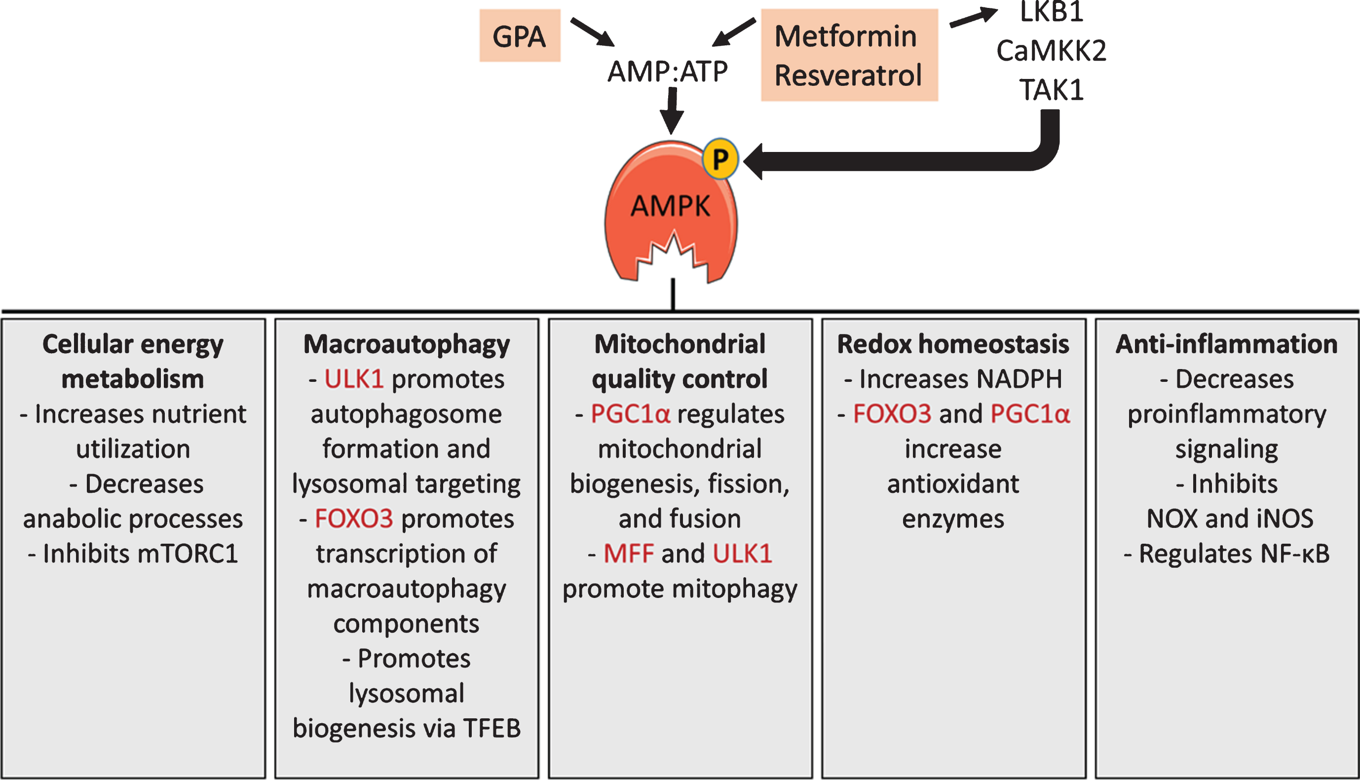 AMPK signaling. AMPK activity is regulated by the ratio of AMP to ATP and by at least 3 upstream kinases. Metformin, β-guanidinopropionic acid (GPA), and resveratrol activate AMPK by increasing the AMP:ATP ratio and/or by stimulating liver kinase B1 (LKB1) mediated phosphorylation of AMPK. AMPK has numerous functions, including changes to cellular energy metabolism, increased macroautophagy, enhanced mitochondrial quality control, redox homeostasis, and anti-inflammatory effects. A few specific functions within each area are listed, with direct phosphorylation targets of AMPK shaded. These functions are explained in more detail in the text.