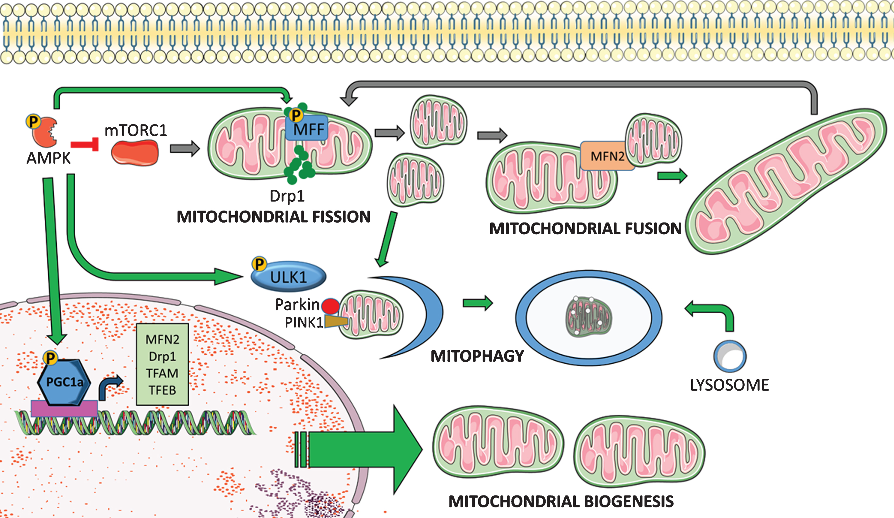 AMPK regulates mitochondrial quality control. AMPK facilitates mitochondrial quality control through direct phosphorylation of target proteins and transcriptional regulation of relevant genes. AMPK promotes mitochondrial biogenesis via increased transcription and post-translational phosphorylation of PGC-1α. PGC-1α is a master regulator of mitochondrial biogenesis that activates mitochondrial transcription factor A (TFAM), which drives transcription and replication of mitochondrial DNA. PGC-1α also facilitates mitochondrial fission and fusion through expression of Drp1 and Mitofusin2 (MFN2), and it promotes mitophagy and lysosomal biogenesis via activation of transcription factor EB (TFEB). AMPK can further promote mitophagy through phosphorylation of ULK1, which facilitates autophagosome formation and targeting of damaged mitochondria to lysosomes. Additionally, phosphorylation of mitochondrial fission factor (MFF) facilitates mitophagy through increased fission.