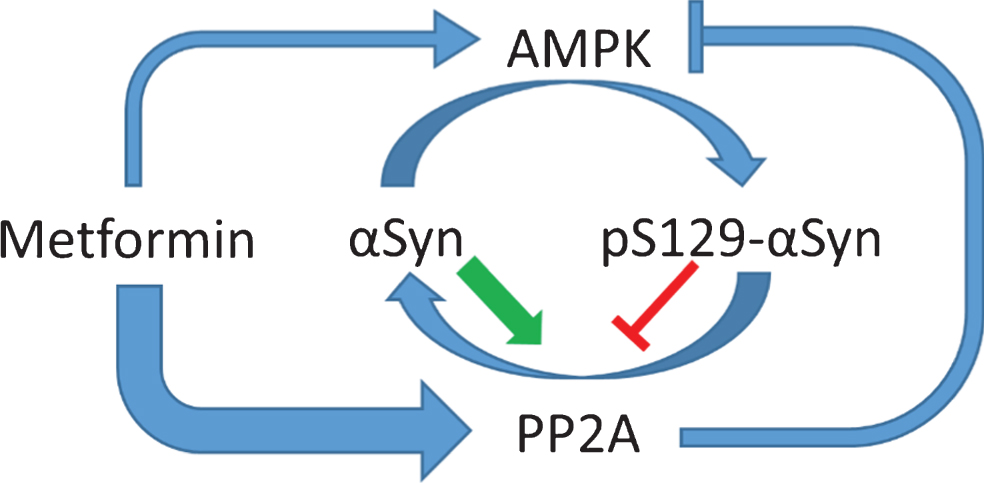 Metformin and AMPK have divergent effects on alpha-synuclein S129 phosphorylation. αSyn becomes increasingly phosphorylated at S129 in patients with PD. Multiple kinases are responsible for αSyn phosphorylation, including AMPK. pS129 may promote macroautophagic clearance of aggregated αSyn, but it may also increase the toxicity αSyn. Thus, the pathological role of pS129 in PD is complex and may change depending on disease severity. pS129 is dephosphorylated by PP2A, and unphosphorylated αSyn increases the activity of PP2A, while pS129-αSyn decreases PP2A activity. PP2A can also dephosphorylate and inhibit AMPK at pThr172. Thus, AMPK may be regulated in part by the phosphorylation state of αSyn. Metformin activates PP2A via an AMPK independent mechanism with higher potency than it activates AMPK, at least in vitro, and thereby promotes the dephosphorylation of pS129-αSyn.
