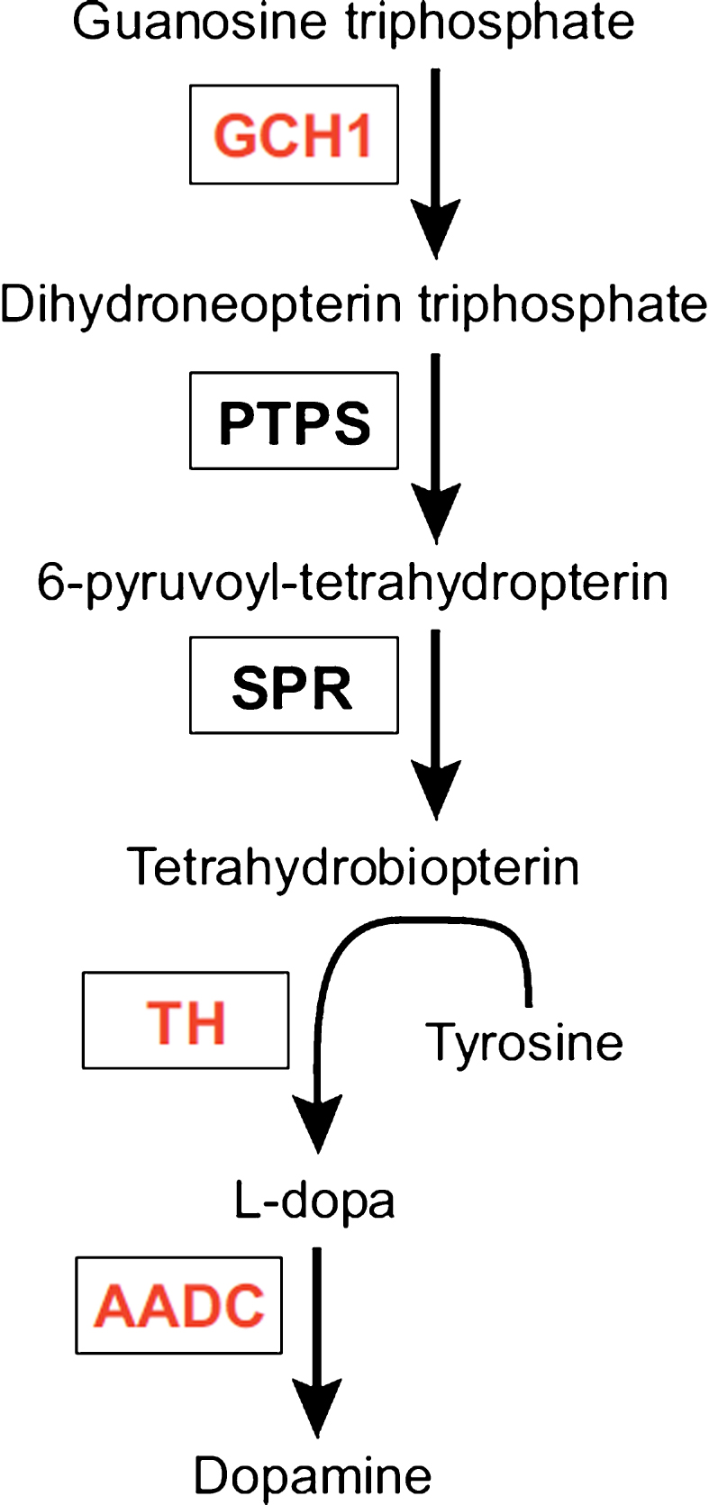 L-tyrosine is converted to L-dihydroxyphenylalanine (L-DOPA) by tyrosine hydroxylase (TH) using the co-factor tetrahydrobiopterin, under the rate limit of GTP cyclohydroxylase 1 (GCH1). L-DOPA is further converted into dopamine by alpha-amino acid decarboxylase (AADC). The three enzymes in red are encoded by Prosavin gene therapy. PTPS: pyruvoyltetrahydropterin synthase; SPR: sepiapterin reductase.