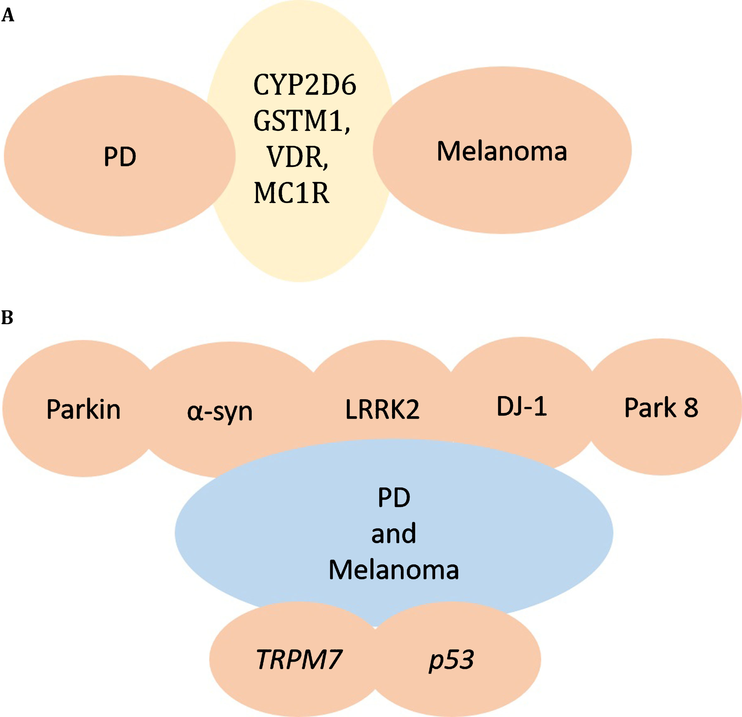 Genes responsible for melanoma and PD. A) CYP2D6 or GSTM1, VDR, MC1R gene alterations are found in both PD and Melanoma, providing a potential link between PD and Melanoma. B) Mutations in parkin, α-synuclein, LRRK2, DJ-1, and other PARK genes may underlie the co-occurrence of PD and Melanoma. TRPM7 and p53 are additional genes altered in PD and melanoma.