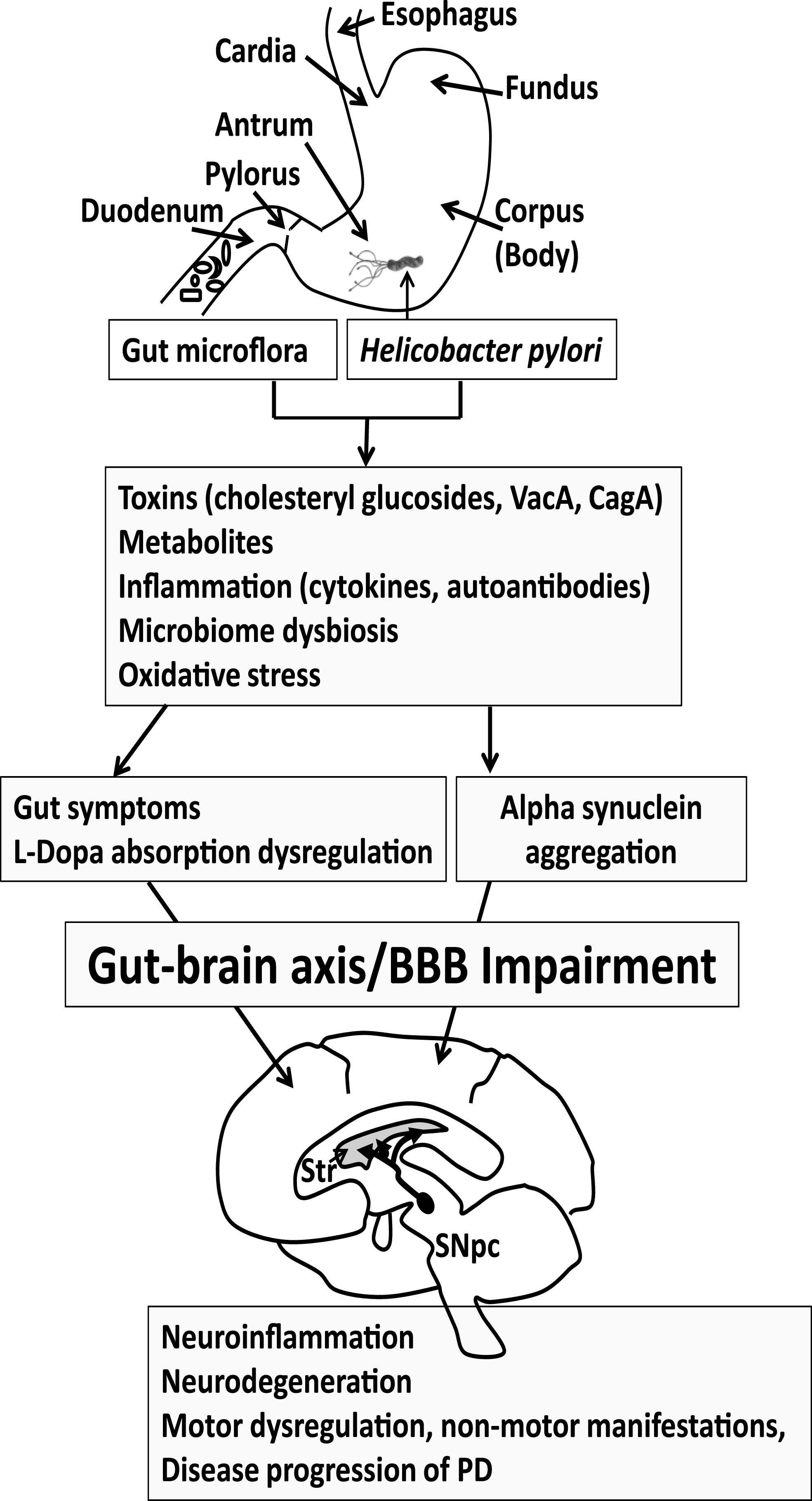 Progression of Parkinson’s disease (PD). Gut microflora and Helicobacter pylori may produce toxins and metabolites and trigger an immune response that features cytokines and autoantibodies. The gut microbiome may become dysregulated. Reactive oxygen species may also contribute to the pathogenesis of PD. Collectively this may lead to GI symptoms and altered L-dopa absorption in PD patients taking L-dopa medication, reducing effectiveness of the medication. The GI symptoms and inflammatory process may become systemic to compromise the BBB, eliciting neuroinflammation in the brain. Alpha synuclein aggregation, which is observed both in the gut and brain, leads to the spreading of neuropathology. The loss of dopaminergic neurons in the substantial nigra pars compacta (SNpc) manifests as motor symptoms observed in PD patients. Thus, eradication of H. pylori or return of the gut microflora to the proper balance may ameliorate gut symptoms, L-dopa absorption and motor functions in PD patients, which could delay PD disease progression. Str, Striatum.
