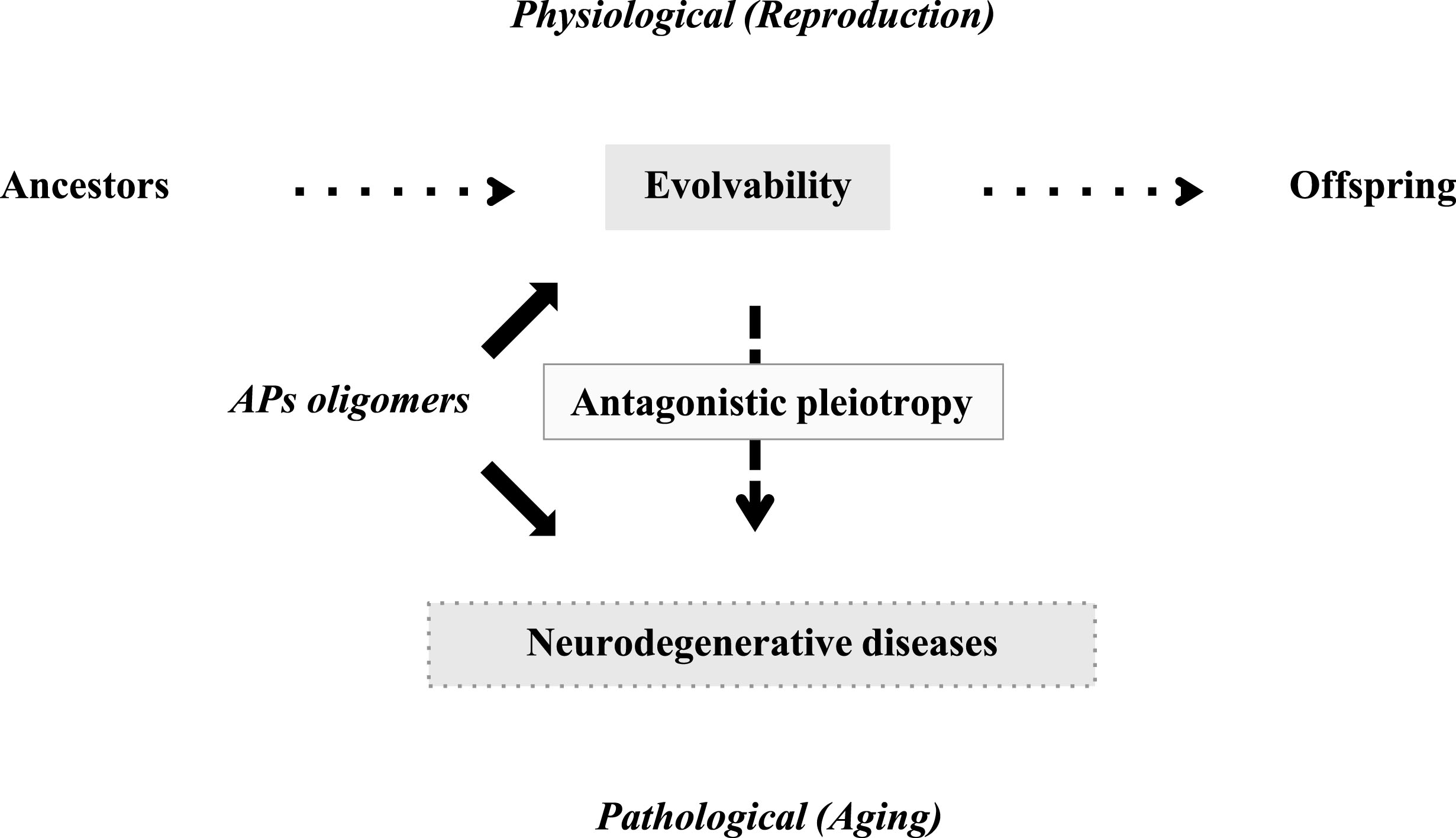 Schematics of the pathophysiology of APs in human brain. Evolvability is supposed to be a physiological phenomenon during reproduction, whereas neurodegenerative diseases are pathological phenomena during the post-reproductive senescent period. Both are derived from the aggregates of APs and participate in an antagonistic pleiotropy relationship as illustrated.