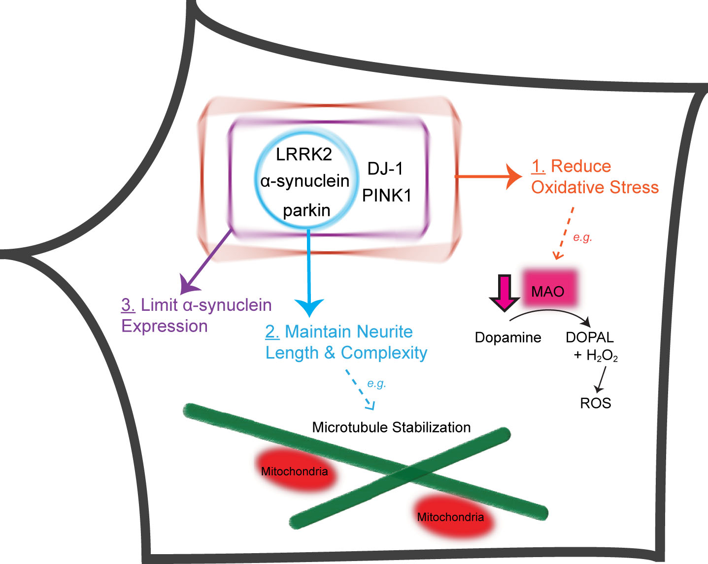 Five PD-linked genes converge on three pathways to protect against vulnerabilities of nigral DA neurons. Proteins encoded by five PD-linked genes (α-synuclein, LRRK2, parkin, PINK1 and DJ-1) limit oxidative stress stemming from dopamine metabolism and mitochondrial dysfunction (Pathway 1). α-synuclein, LRRK2 and parkin maintain the length and complexity of neuronal processes, e.g., through microtubule stabilization (Pathway 2). DJ-1, PINK1, α-synuclein, LRRK2 and parkin normally function to prevent the accumulation of α-synuclein (Pathway 3). DOPAL, 3,4-Dihydroxyphenylacetaldehyde; H2O2, hydrogen peroxide.