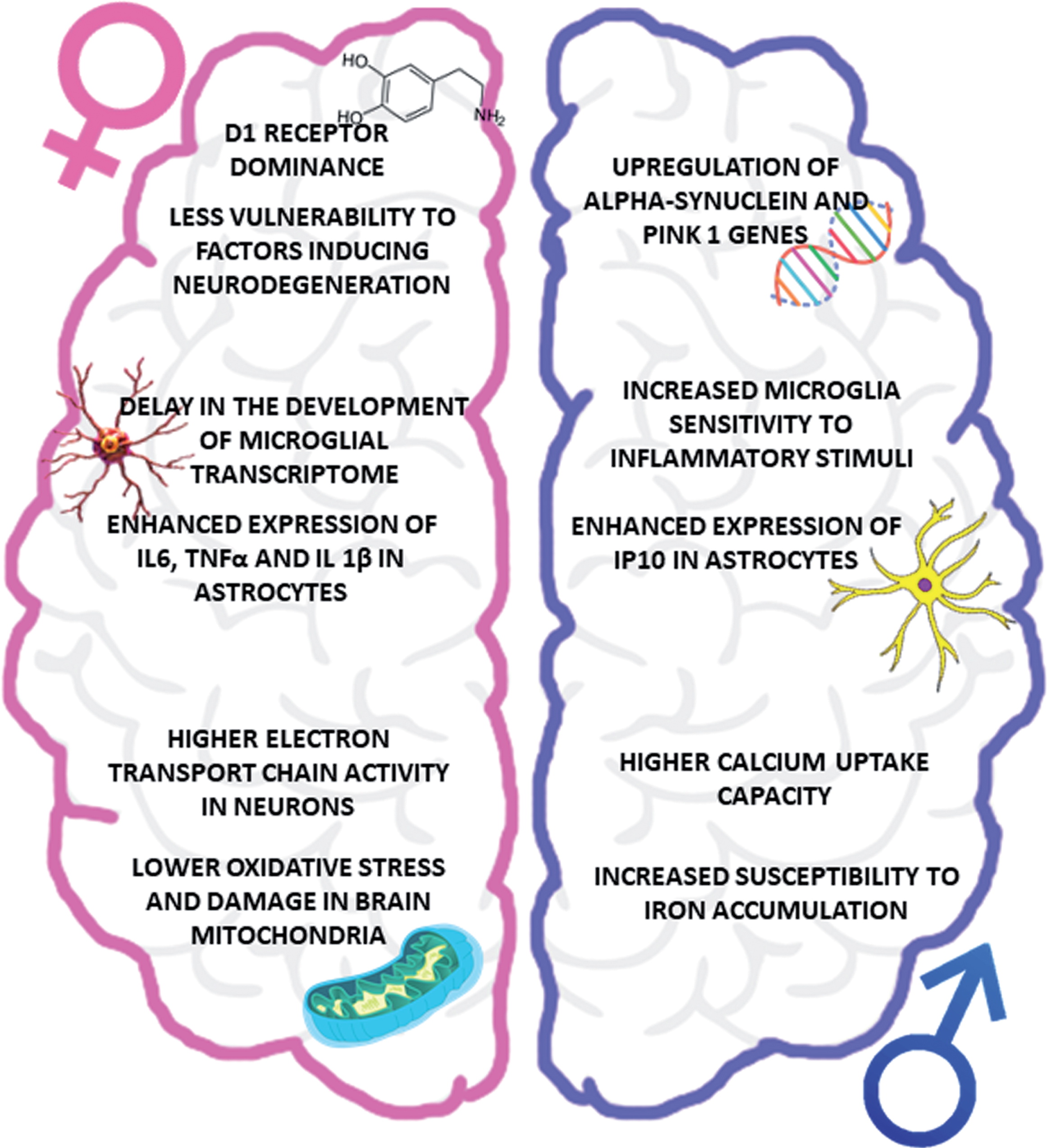 Impact of biological sex on PD pathophysiology. The figure summarizes the main sex-related differences in the key players of PD pathogenesis, focusing attention on the vulnerability of dopaminergic system (upper part), neuroinflammatory cells (central part) and oxidative stress (lower part). IP10, interferon-inducible protein 10.