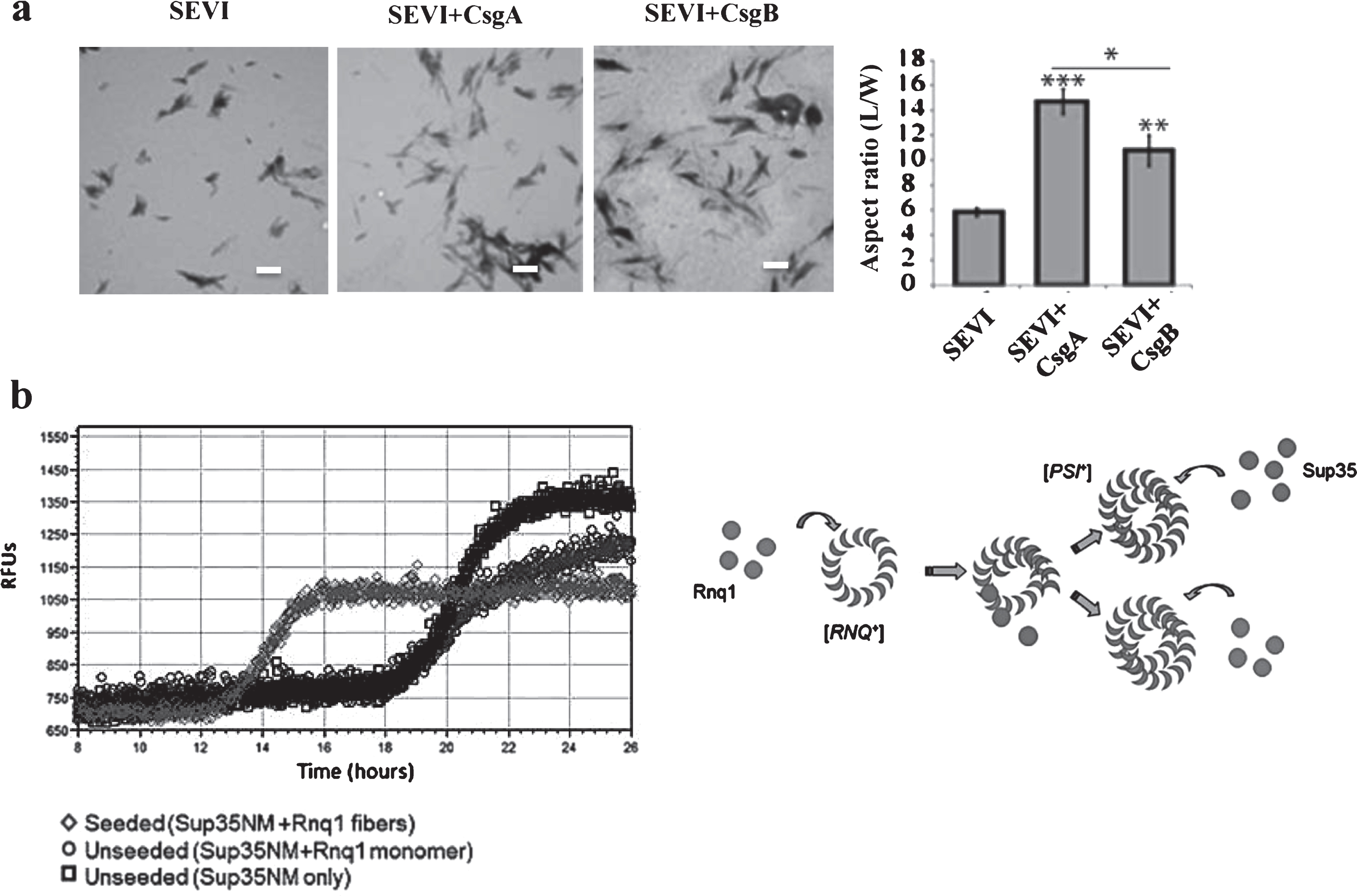 Physiological roles of the CR of APs in microorganisms. a) Bacterial curli protein promotes the conversion of PAP248–286 into the amyloid SEVI. Electron microscopic images of SEVI fibers formed in the absence of curli (left) and in the presence of 5 mol% CsgA (middle) and CsgB (right) fibers. Fibers were grown at a concentration of 440μM PAP248–286 at 37°C under 1400 rpm orbital shaking for 7 days. Bars = 500 nm. Quantification of the fibers are shown. b) Heterologous prion-forming proteins interact to cross-seed aggregation in Saccharomyces cerevisiae. Modified from Hartman et al. [30] (a) and Keefer et al. [31] (b) with permission.