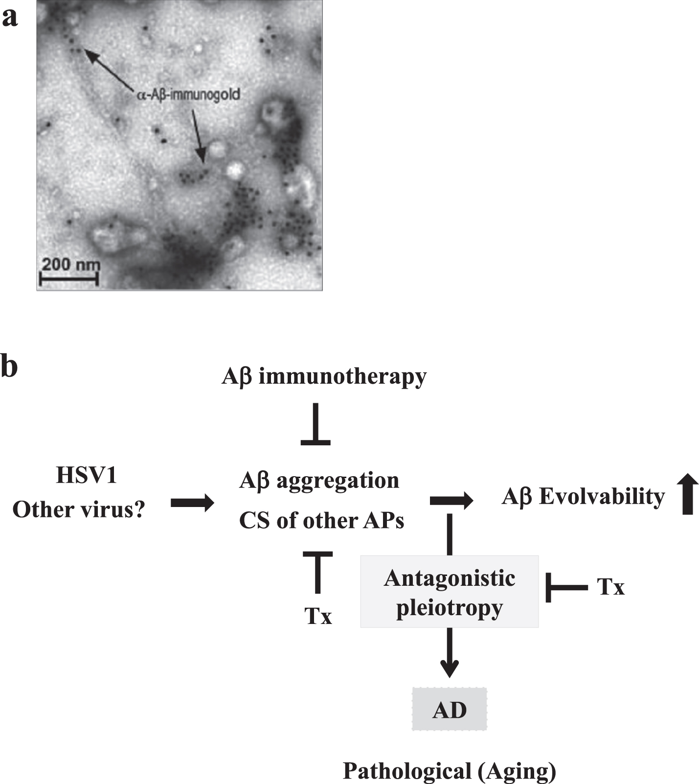 Seeding of Aβ fibrils by HSV1 infection. a) Ultrstractural analysis of immunoelectron micrography shows Aβ fibrillization seeded by HSV1 in cell culture leading to virus capture and entrapment. Please see the experimental conditions in Eimer et al. (2018) [45]. Reprinted from Eimer et al. (2018) [45] with permission. b) Schematic of Aβ evolvability of and disease manifestation related to HSV1 infection. Aβ evolvability might be an epigenetic phenomenon transmitted transgenerationally to confer resistance against the HSV1 infection in offspring during reproduction, which may be beneficial in evolution. However, evolvability might lead to T2DM during parental aging through the antagonistic pleiotropy mechanism. The Aβ evolvability is increased by various causes, such as the CS of APs, may result in an efficient delivery of information of stresses associated with the HSV1 infection for offspring, but increased frequency of AD in parents aging. The CS of APs and the antagonistic pleiotropy may be targets of therapy strategy (Tx).