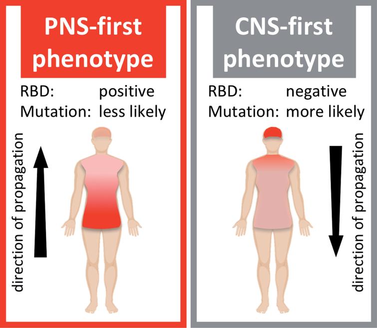 Schematic illustration of two hypothetical Lewy body disorder (LBD) phenotypes. The PNS-first phenotype is characterized by early, severe damage to the autonomic PNS. The asyn pathology mainly propagates retrogradely via autonomic connections to the medulla and brainstem. This phenotype is most often RBD-positive during the prodromal phase. The CNS-first phenotype is characterized by early, marked damage to CNS structures, including the substantia nigra, while the autonomic PNS is initially spared. The asyn pathology mainly propagates anterogradely from the CNS to the PNS. Patients are most often initially RBD-negative during the early motor phase.