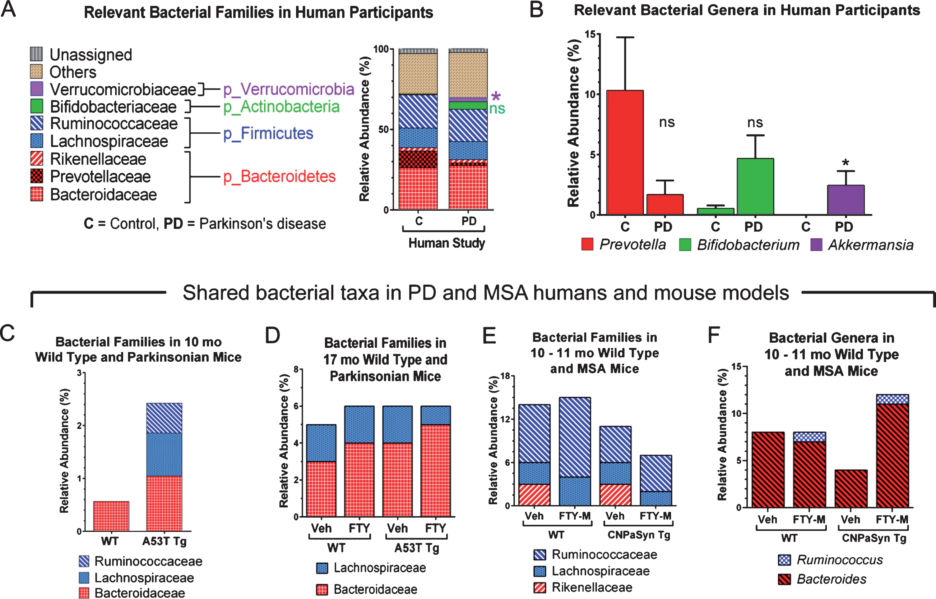Relative abundance of gut microbial taxa in pilot studies of human PD, and in PD and MSA mouse models and effects of FTY720 (FTY) or FTY720-Mitoxy (FTY-M) on mouse gut microbiota. This figure only shows data relevant to PD and MSA. (A) At the family level Verrucomicrobiaceae (*p < 0.05) is present only in PD subjects and Bifidobacteriaceae (ns) is increased in PD compared to control subjects. (B) The genus Prevotella is notoriously reduced in PD, while Bifidobacterium and Akkermansia are more abundant in PD than in control subjects; ns, not significant, *p < 0.05, Two-tailed Mann-Whitney U Test. Taxa shared by humans and mice in C – F show the mean % relative abundance (RA) only, as raw data were unavailable for statistical analyses. (C) Families Ruminococcaceae and Lachnospiraceae are only present in 10 mo old A53T transgenic (Tg) mice compared to age matched wild type (WT) mice. (D) At 17 mo, family Bacteroidaceae is somewhat increased in WT and Tg mice after FTY, while family Lachnospiraceae is somewhat reduced in response to FTY in Tg mice. (E) In CNP-aSyn MSA mice, family Rikenellaceae is present only in vehicle (Veh) treated WT and Tg CNP-aSyn mice, but absent in FTY-M treated mice; while Ruminococcaceae family tended to increase in WT FTY-M treated mice. (F) The genus Ruminococcus is present only in FTY-M treated WT and MSA CNP-aSyn Tg mice while the genus Bacteroides increases only after FTY-M in the CNP-aSyn Tg MSA mice. Taxa are color coded according to phyla. Unassigned = non-bacterial fecal components, Other = unidentified bacteria at that particular taxonomic level or bacteria that are not considered relevant to PD or MSA.