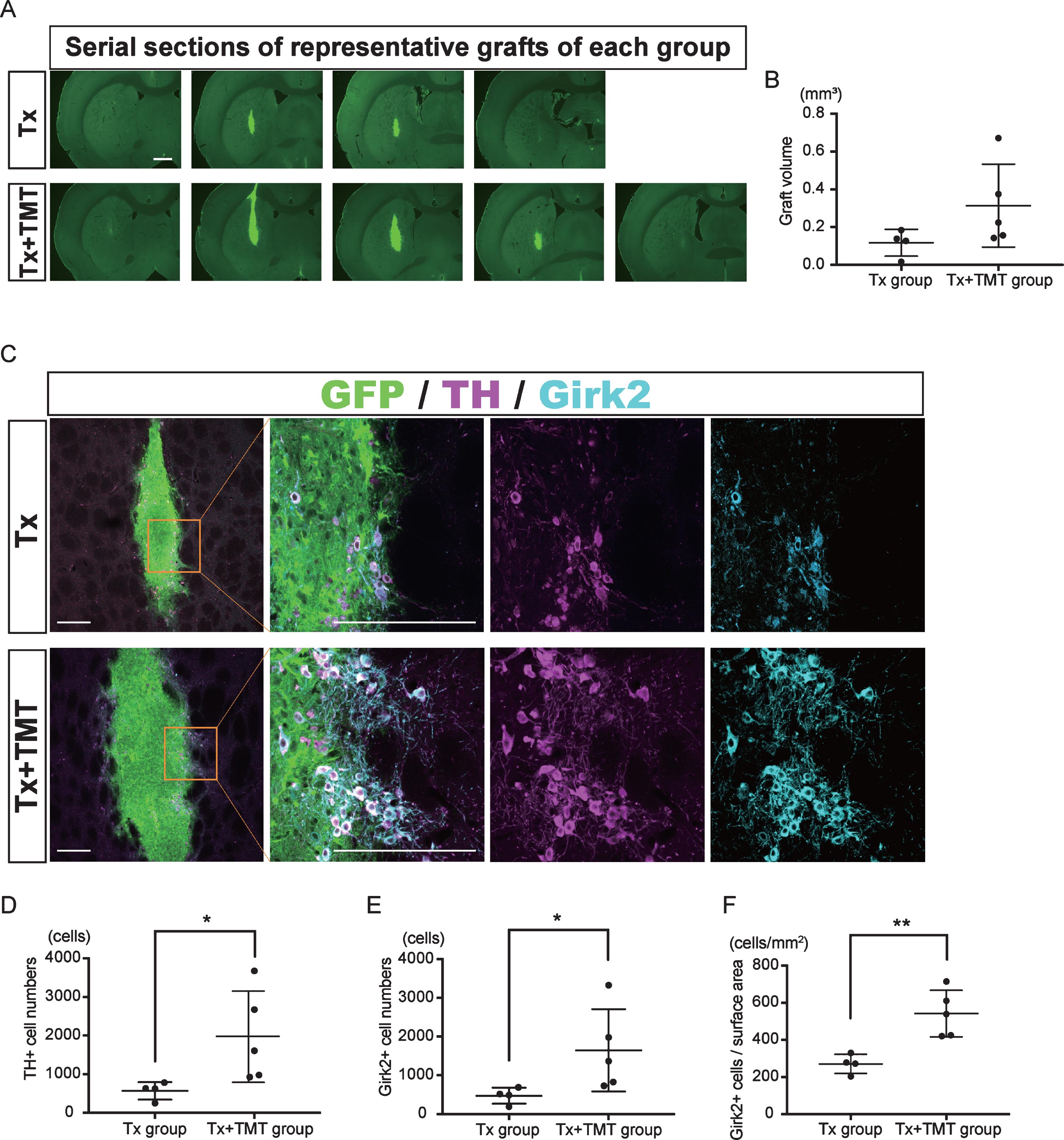 Exercise increased the number of dopamine neurons in the graft. (A) Serial sections of representative grafts at 6 weeks after transplantation in Tx and Tx+TMT rats. The grafts were identified with the expression of GFP. (B) Quantification of the graft volume from the Tx group (N = 4) and Tx+TMT group (N = 5). (C) Immunofluorescence images of the grafts. (D, E and F) Quantification of TH+ (D) and Girk2+ (E, F) cells in the grafts. The number of TH-positive cells was significantly larger in the Tx+TMT group (D). More Girk2-positive cells survived in the Tx+TMT group, both in total number (E) and in number adjusted by the surface area of the graft (cells/cm2, F). *p = 0.016 by Mann-Whitney test, **p = 0.005 by Unpaired t test. All values are expressed as the mean±SD (B, D, E and F). Scale bars: 1 mm (A), 200 μm (C).