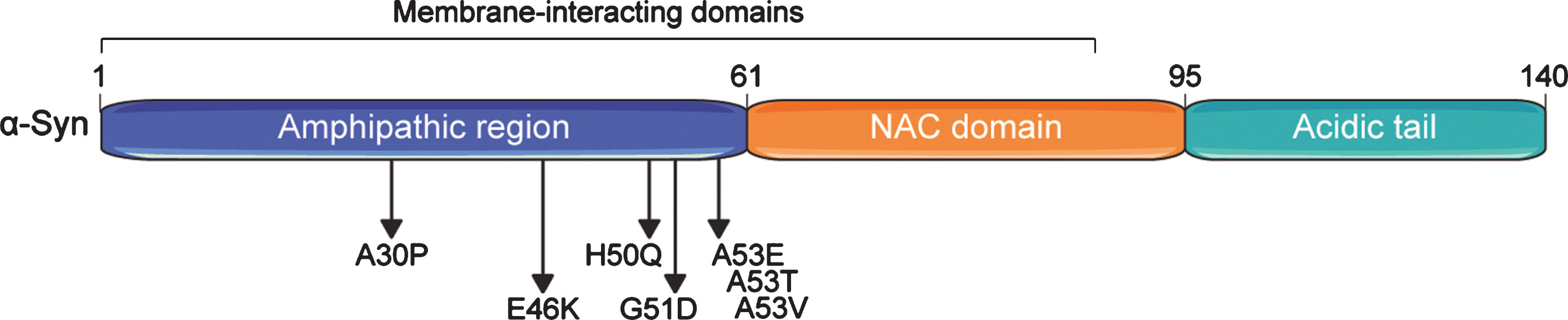 Domain structure of the human alpha-synuclein (α-Syn) protein. α-Syn comprises three basic domains: an N-terminal amphipathic region, a central non-β-amyloid component (NAC) domain, and a C-terminal acidic domain. Seven membrane-interacting amino acid motifs are also present in the first half of the protein. The region preceding the NAC domain concentrates all pathogenic α-Syn mutations identified so far. Numbers on the upper part of the structure refer to amino acid positions.