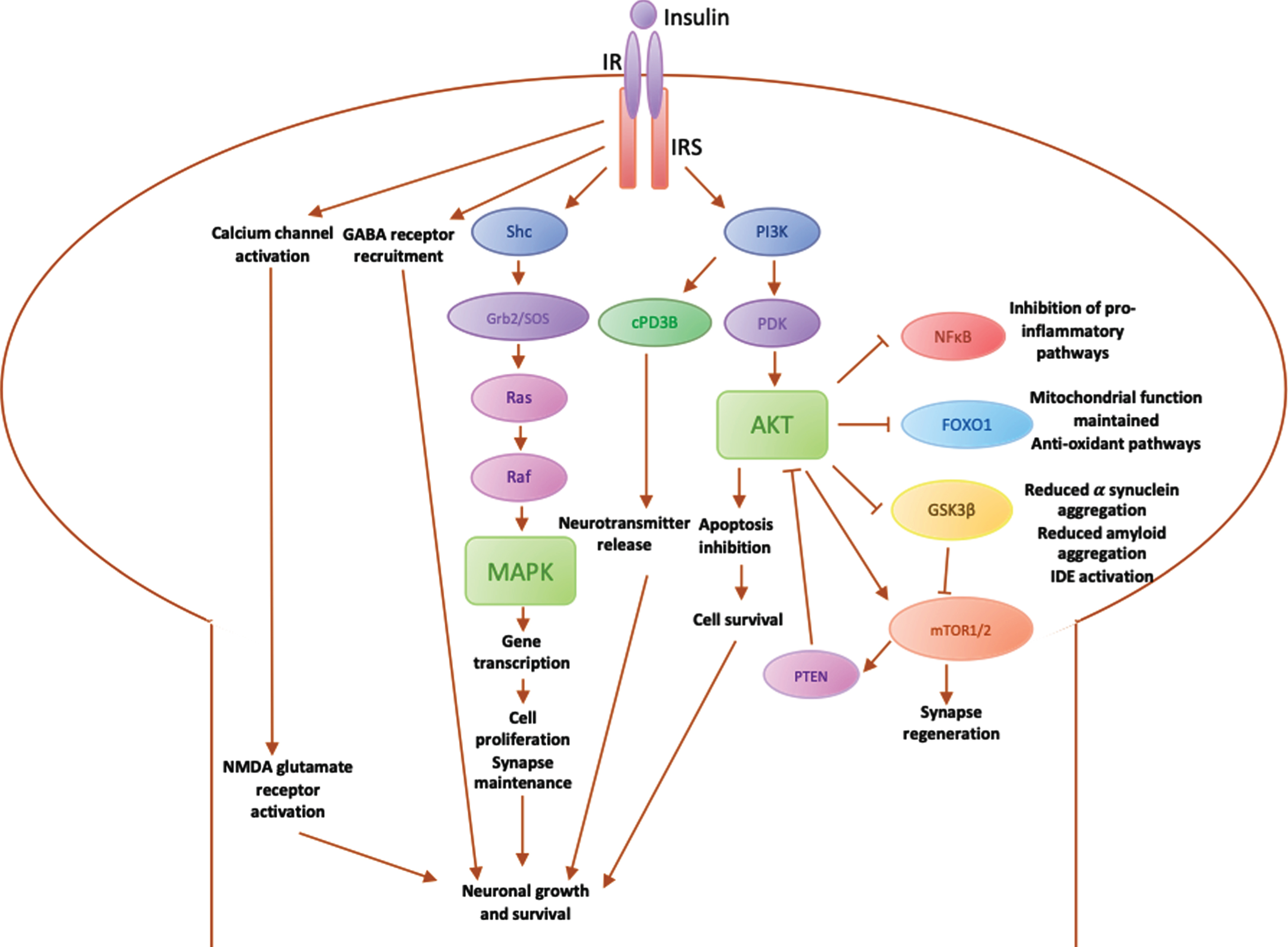 Diagrammatic summary of main pathways involved in insulin signalling in the brain. IR, insulin receptor; IRS, insulin receptor substrate; PI3K, phosphoinositide-3-kinase; PDK, 3-phosphoinositide-dependent protein kinase; Akt, Protein kinase B (PKB), plays a key role in activating downstream regulators of cell metabolism, proliferation and survival; PTEN, phosphatase and tensin homolog, regulates PI3K/Akt pathway by inhibiting Akt; mTOR, mammalian target of rapamycin, regulates cell metabolism and proliferation and synapse regeneration in neurons; GSK3β, glycogen synthase kinase 3, downstream mediator involved in IDE inactivation, leading to an increase in α synuclein expression, which aggregate into amyloid fibres; FOXO1, Forkhead box O1, involved in maintaining the mitochondrial electron transport chain for ATP generation and fatty acid oxidation, preventing oxidative stress; NFκB, nuclear factor κB regulates microglial activation and the expression of inflammatory mediators such as IL1β and TNFα; cPD3β, cyclic nucleotide phosphodiesterase 3β; Shc, an adaptor protein involved in the MAPK pathway; Grb2/SOS, downstream adaptor proteins in MAPK pathway; Ras, downstream protein in MAPK pathway that recruits Raf; Raf, Ras effector that stimulates a downstream signalling cascade through phosphorylation of MAPK; MAPK, mitogen-activated protein kinase, modulates downstream protein kinases involved in regulating cell proliferation, differentiation and apoptosis, maintaining neuronal growth and survival.
