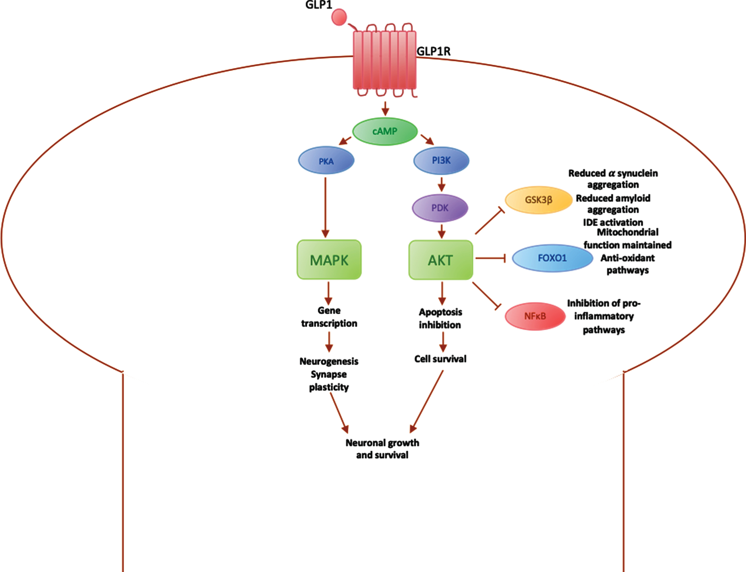 Diagrammatic summary of main pathways involved in GLP1 signalling in the brain. PI3K, phosphoinositide-3-kinase; PDK, 3-phosphoinositide-dependent protein kinase; Akt, protein kinase B (PKB), plays a key role in activating downstream regulators of cell metabolism, proliferation and survival; GSK3β, glycogen synthase kinase 3, downstream mediator involved in IDE inactivation, leading to an increase in α synuclein expression, which aggregate into amyloid fibres; FOXO1, Forkhead box O1, involved in maintaining the mitochondrial electron transport chain for ATP generation and fatty acid oxidation, preventing oxidative stress; NFκB, nuclear factor κB regulates microglial activation and the expression of inflammatory mediators such as IL1β and TNFα; cAMP, cyclic AMP, activated by binding of GLP1 to GLP1 receptor; PKA, protein kinase A, activates downstream processes via MAPK pathway; MAPK, mitogen-activated protein kinase, modulates downstream protein kinases involved in regulating cell proliferation, differentiation and apoptosis, maintaining neuronal growth and survival.