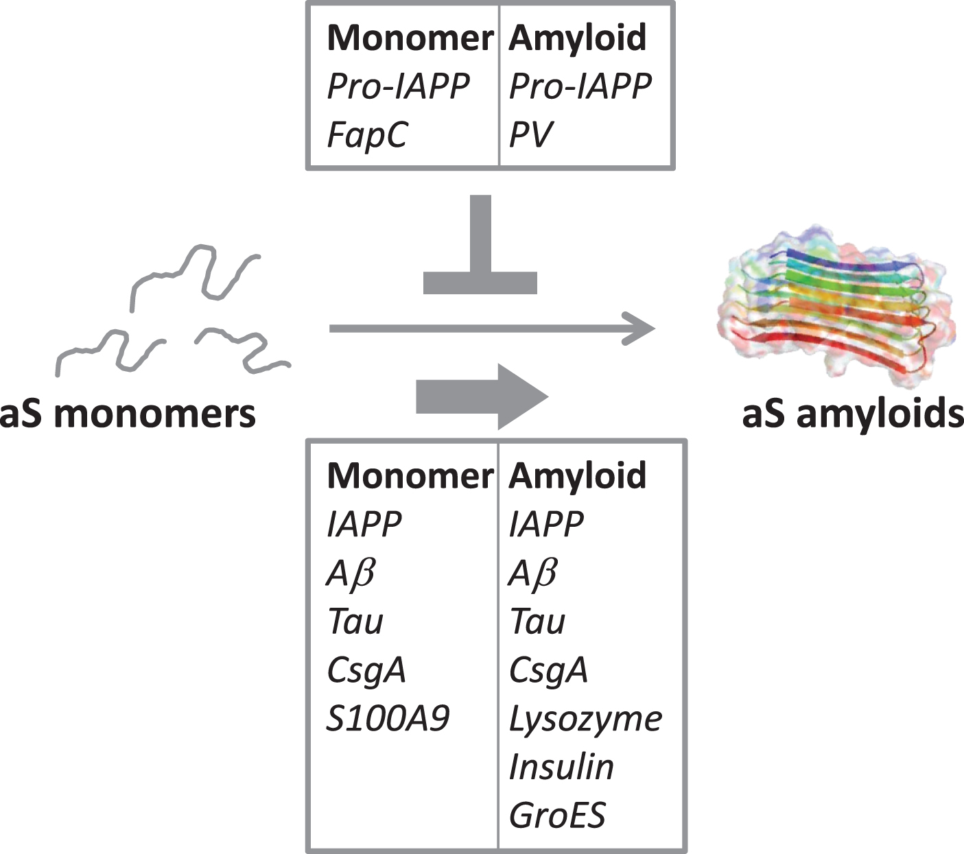 Illustration of the cross-reactivity results reported in Table 2, indicating the amyloidogenic proteins (as monomers or amyloids) that accelerate aS amyloid formation (bottom box) and the ones that reduce/block aS aggregation (top box).