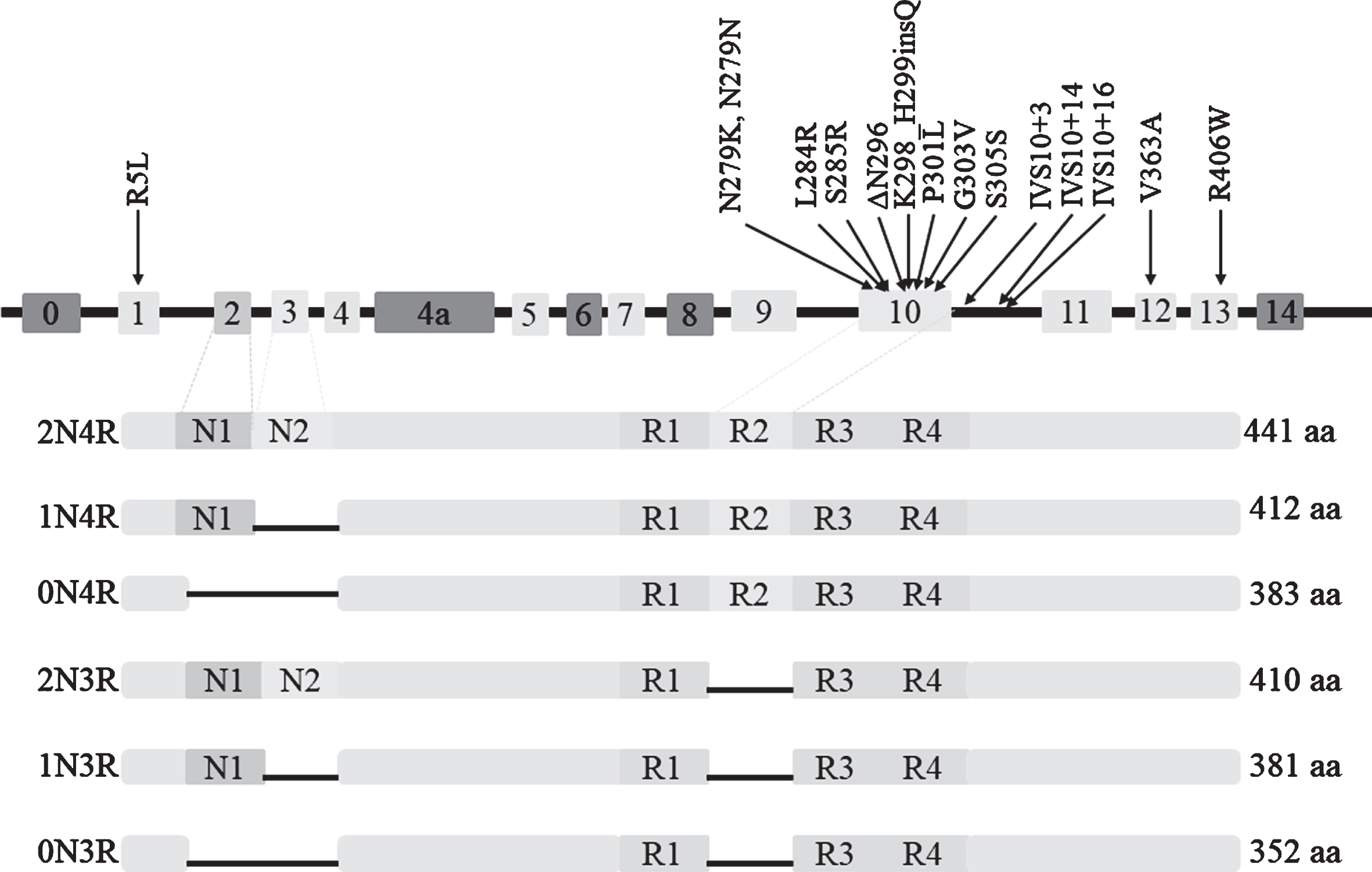 Six isoforms of protein tau and 15 mutations of MAPT associated with PSP.