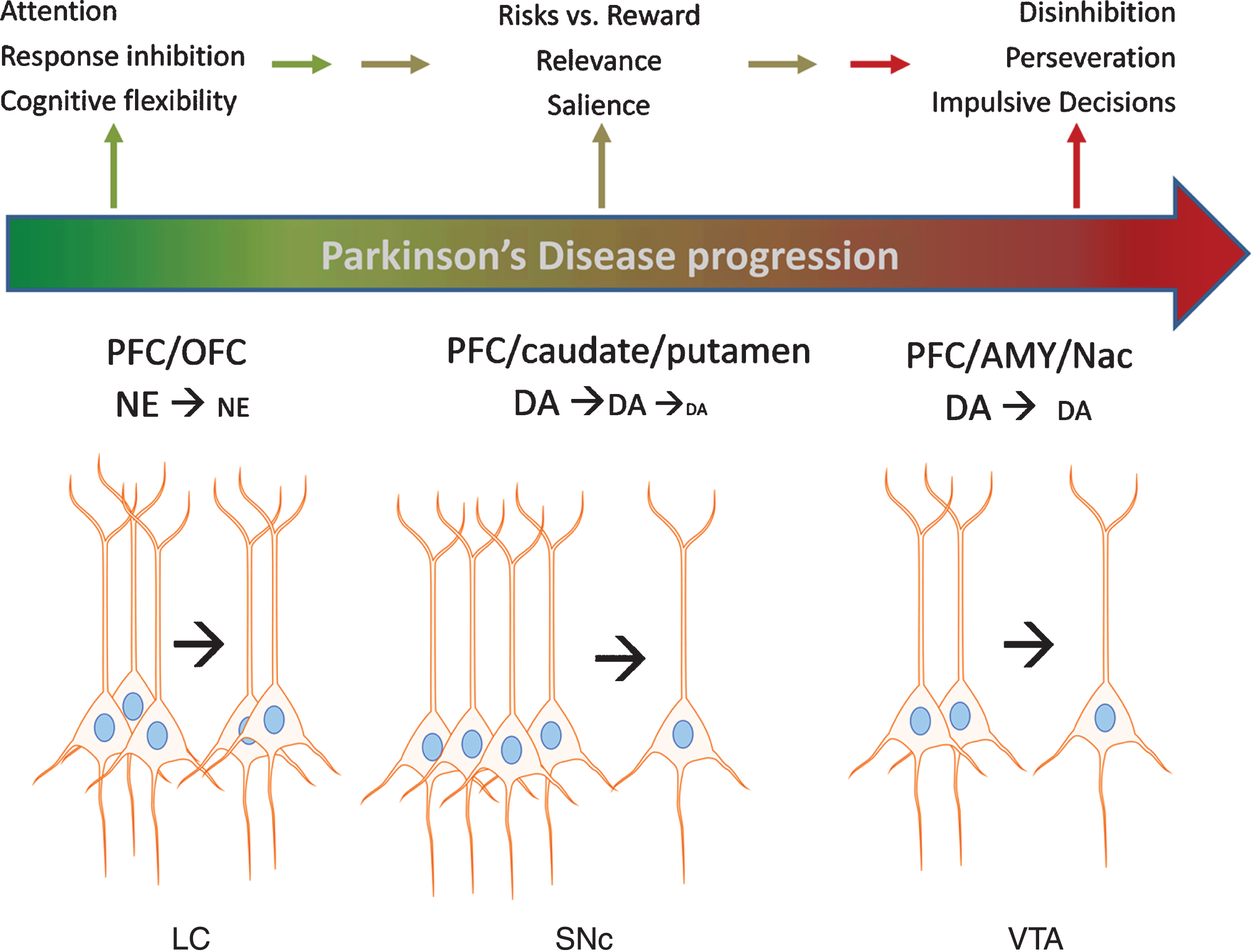 Impact of catecholamine cell body loss in Parkinson’s disease on noradrenergic and dopaminergic signaling in cortical and subcortical regions and executive functions. A schematic of Parkinson’s progression is presented by the arrow, wherein intact functions (green color) in executive function (EF) are subserved by an intact population of cell bodies to the left of the arrow for each cell body region depicted; locus ceruleus (LC), substantia nigra pars compacta (SNc), and ventral tegmental area (VTA). As loss of these neurons begins at the early (and likely prodromal) stages of the disease (depicted in color by transition between green and red in the Parkinson’s progression arrow), progressively less neurotransmitter (norepinephrine (NE) and dopamine (DA)) is released in the targeted cortical (prefrontal (PFC) and orbitofrontal (OFC)) and subcortical (caudate, putamen, amygdala (AMY), and nucleus accumbens (NAc)) regions. In turn, these deficits in NE and DA release lead to deficits in EF, including decreased ability to inhibit choices that lead to disadvantageous outcomes, impaired attention to relevant stimuli associated with advantageous outcomes, impairment in recognizing reward saliency, and perseveration in decision-making that leads to disadvantageous outcomes.