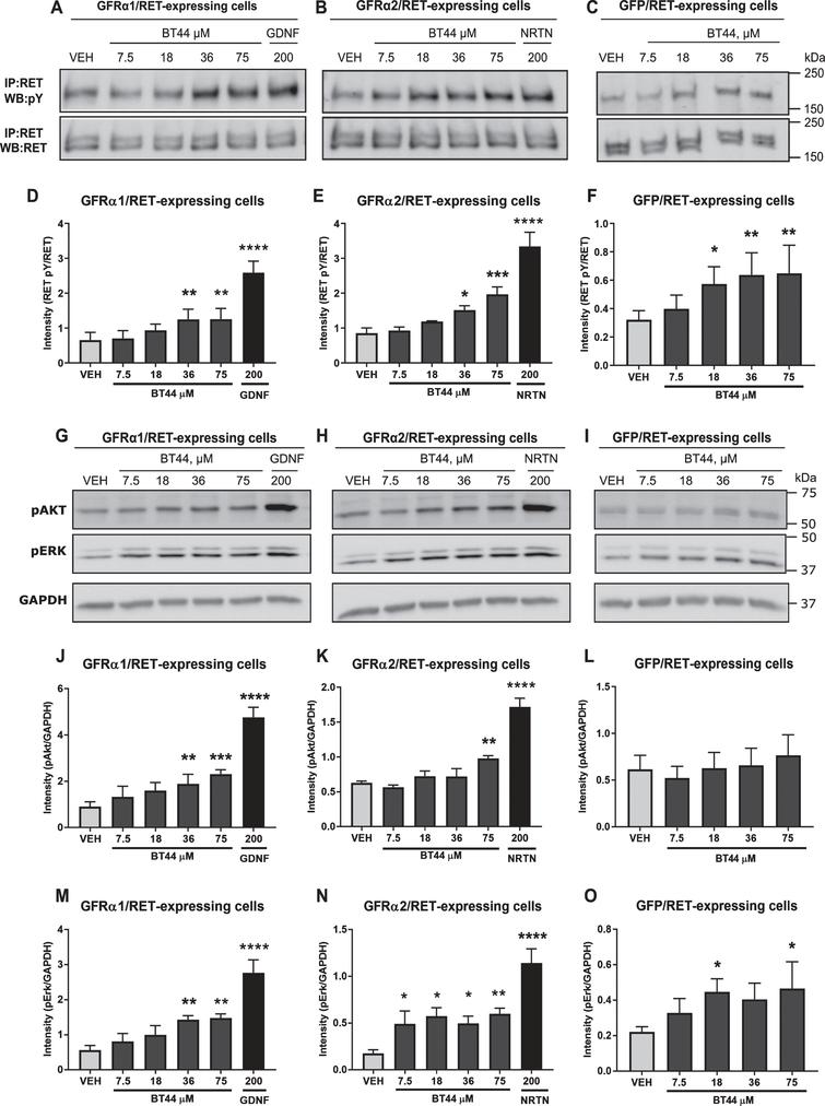 BT44 induces RET phosphorylation and activation of AKT and ERK signaling pathways. Phosphorylation of RET (A-F) and its downstream signaling targets (G-O) analyzed by western blotting. Quantification of RET phosphorylation level (D-F) and AKT/ERK phosphorylation levels (J-O) based on corresponding western blots. GDNF (200 ng/ml, ≃ 6.6 nM) and NTRN (200 ng/ml, ≃4.2 nM) were used as positive controls in MG87RET fibroblasts transfected with GFRα1 and GFRα2 and their concentrations are provided in ng/ml. VEH, vehicle; IP, immunoprecipitation; WB, western blotting; GAPDH, glyceraldehyde 3-phosphate dehydrogenase as a loading control. *p < 0.05, **p < 0.01, ***p < 0.001, ****p < 0.0001, RM ANOVA with Dunnett’s post hoc test. Mean±SEM, n = 3–6.