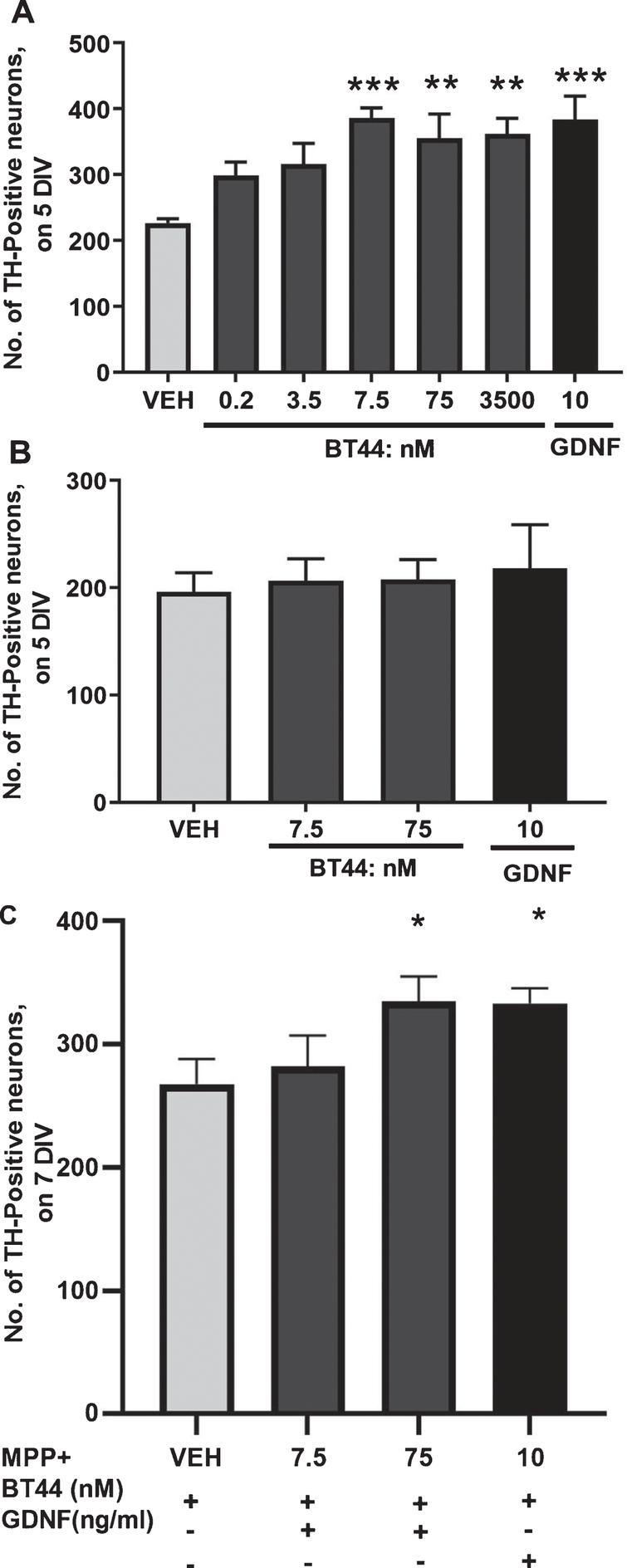 BT44 promotes the survival of cultured wild-type primary dopamine neurons, but not RET knockout dopamine neurons and protects cultured dopamine neurons against MPP + induced cell death. A) Effect of BT44 and GDNF on the number of TH-ir cells in wild-type midbrain cultures after 5 days in vitro (5 DIV). B) The number of TH-ir cells in RET knockout midbrain cultures on the 5th day in vitro (5 DIV). C) The number of TH-ir cells in wild-type midbrain cultures exposed to MPP + . The number of TH-ir cells is normalized to the total number of cells in the culture. Concentration of GDNF used as a positive control is provided in ng/ml (10 ng/ml, ≃0.33 nM). VEH, Vehicle. *p < 0.05, **p < 0.01, ***p < 0.001, RM ANOVA with Dunnett’s post hoc test. Mean±SEM, Number of independent repeats (n) = 4 for wild-type and (n) = 2 for RET knockout dopamine neuron cultures. Neuroprotection experiment was repeated 5 times with reproducible results and N is the number of wells from one experiment, N = 6.