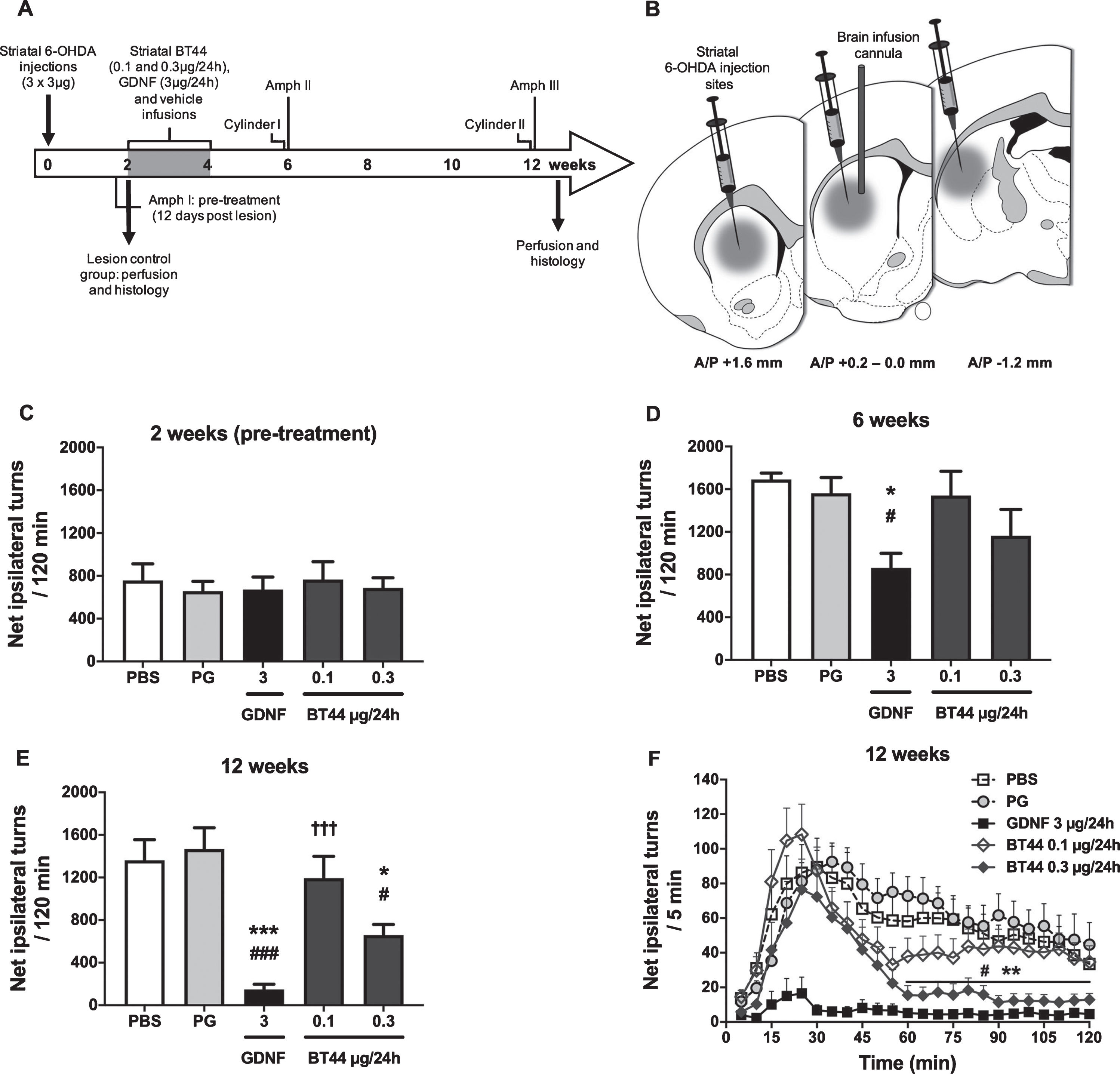 BT44 (0.3μg/24h) and GDNF (3μg/24h) alleviate amphetamine-induced rotational asymmetry in 6-OHDA lesioned rats. Design of the in vivo experiment with 6-OHDA lesioned hemiparkinsonian rats (A). Unilateral striatal 6-OHDA injections, striatal drug delivery with osmotic pumps, time points for amphetamine-induced turning behavior (Amph I-III) and cylinder (Cylinder I and II) tests, and perfusion time points are depicted on the timeline. Schematic illustration of 6-OHDA injection sites and treatment infusion site in the dorsal striatum (B). All rats received 3 deposits of 6-OHDA (3μg/deposit) along the rostrocaudal axis of the right striatum. The syringes indicate the 6-OHDA injection sites and the vertical cannula the treatment infusion site. Amphetamine-induced rotational asymmetry (cumulative data for 120 min) at 2 weeks (C), 6 weeks (D), and 12 weeks (E) after 6-OHDA lesion. Rotation rate per 5 min at 12 weeks post lesion (F). PBS, phosphate buffered saline; PG, propylene glycol. *p < 0.05, ***p < 0.001 vs. PG; #p < 0.05, # # #p < 0.001 vs. PBS; †††p < 0.001 vs. GDNF, Tukey HSD after one-way ANOVA (D, E). **p < 0.01 BT44 0.3μg/24 h vs. PG; #p < 0.05 BT44 0.3μg/24 h vs. PBS, Tukey HSD after RM ANOVA (F). Mean±SEM, n = 8–11 per group.