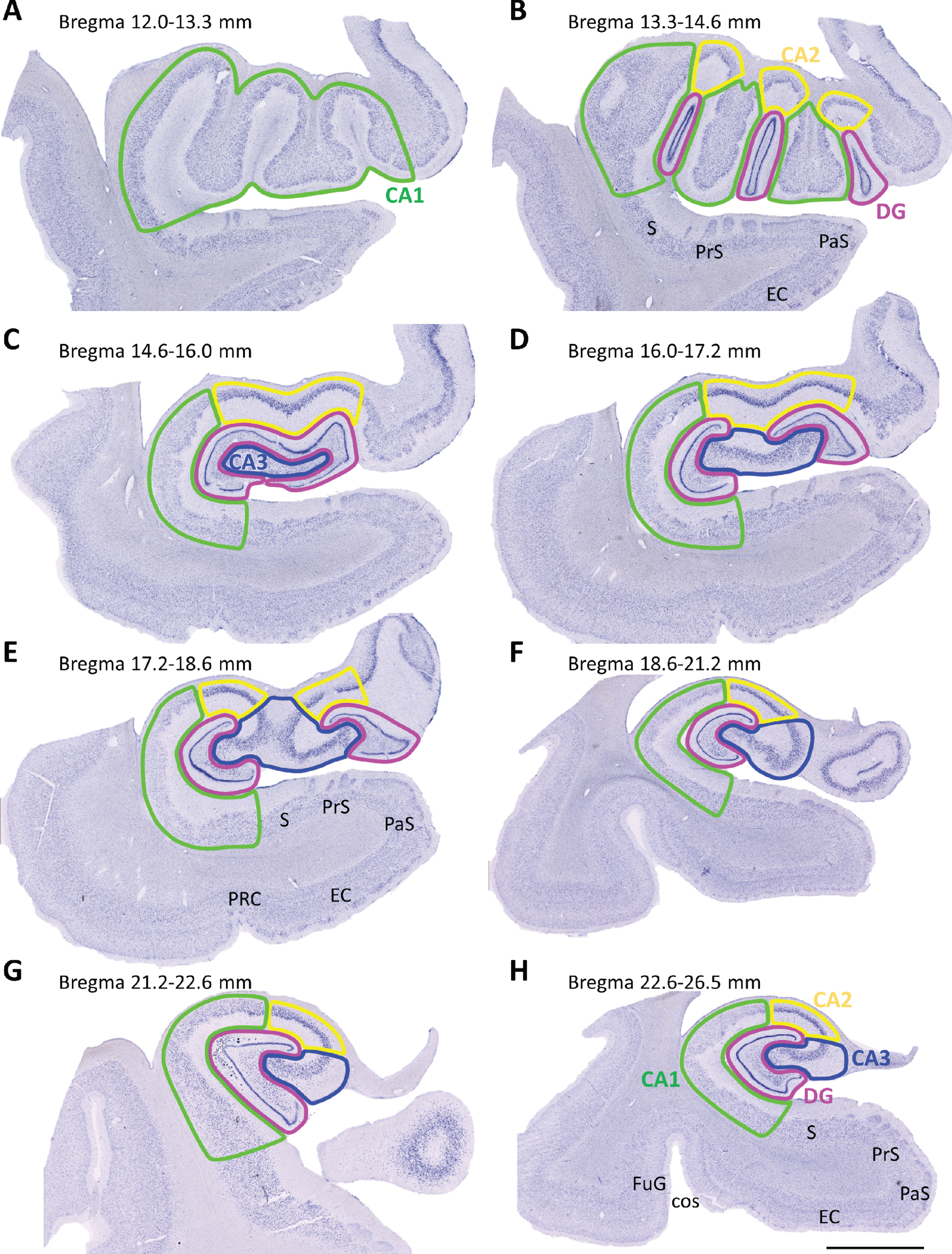 Mosaic reconstruction of coronal Nissl-stained sections of the human hippocampus. The numbers above show the level of bregma (mm). (A-B) Rostral (12.0–16.0 mm), (C-E) intermediate (16.0–21.2 mm) and (F-H) caudal (21.2–26.5 mm) hippocampus sections were examined. Dentate gyrus (DG), cornu ammonis (CA), subiculum (S), presubiculum (PrS), parasubiculum (PaS), entorhinal cortex (EC), perirhinal cortex (PRC), fusiform gyrus (FuG), collateral sulcus (cos). Scale bar 5000μm.