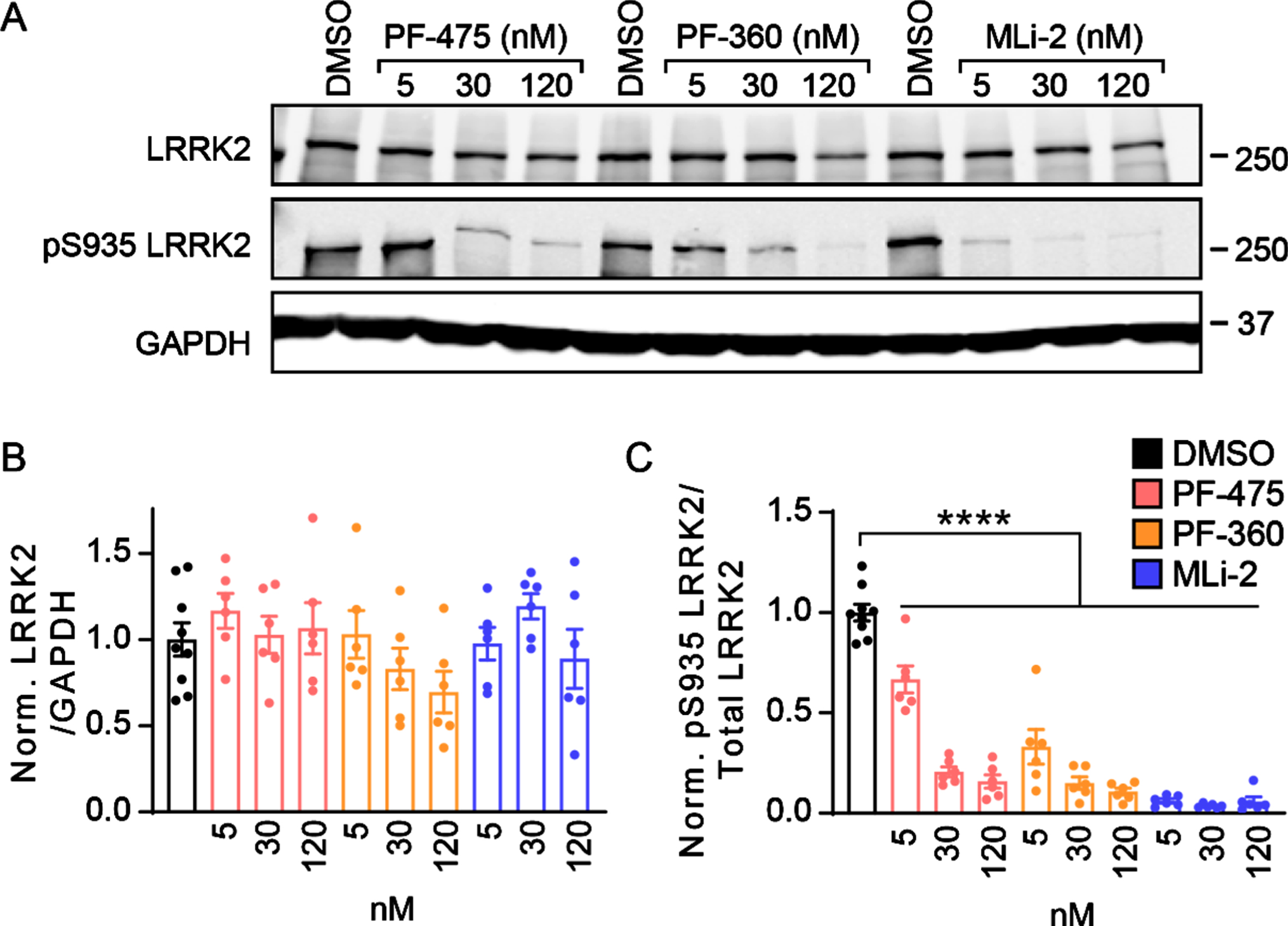 LRRK2 kinase inhibitors show prolonged inhibition of phosphorylation in primary neurons. A) Primary cortical neurons from LRRK2G2019S mice were treated at 5 days in vitro (DIV) with LRRK2 inhibitors at the noted concentrations and lysate was harvested at 21 DIV. Western blot is shown for total LRRK2 and pS935 LRRK2, the latter being a proxy for LRRK2 activity. B) Quantification of total LRRK2 normalized to GAPDH and vehicle treatment (One-way ANOVA; Dunnett’s multiple comparison test: all p > 0.05., n = 6–9 samples/group). (C) Quantification of pS935 normalized to total LRRK2 and vehicle treatment (One-way ANOVA; Dunnett’s multiple comparison test: all ****p < 0.0001 as compared to vehicle treatment, n (separate cultures) = 6–9 independent samples/group).