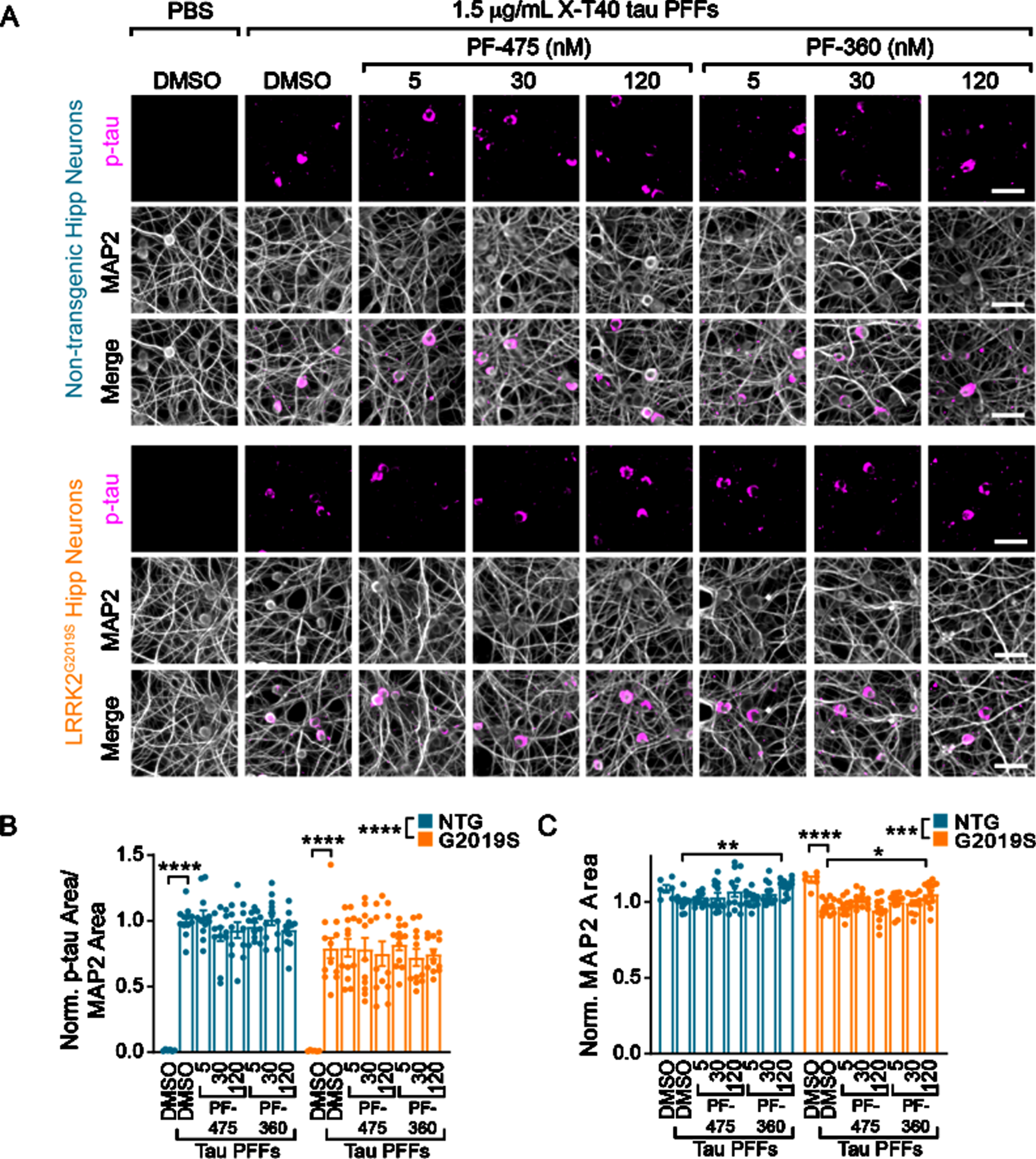 Wildtype and LRRK2G2019S neurons exhibit robust, inhibitor-insensitive tau pathology. A) Primary hippocampal neurons from NTG or LRRK2G2019S mice were treated with vehicle or LRRK2 inhibitors at the noted concentrations at 5 DIV. They were further treated with X-T40 tau PFFs at 1.5μg/mL at 7 DIV and fixed and stained for pS202/T205 tau (AT8, magenta) and MAP2 (gray) at 21 DIV. Scale bar = 50μm. B) Quantification of the pS202/T205 tau area normalized to MAP2 area and further normalized to NTG-DMSO-PFF. LRRK2G2019S neurons showed a small, genotype-level significant reduction in tau pathology, and each genotype showed no tau pathology without addition of X-T40 tau PFFs (Two-way ANOVA; genotype effect ****p < 0.0001, Dunnett’s multiple comparison test within genotype: NTG: DMSO-PFF vs. DMSO****p < 0.0001; G2019S: DMSO-PFF vs. DMSO ****p < 0.0001; All other values were not statistically significant). C) Quantification of the MAP2 area also showed a small genotype-level significant change as well as a reduction related to PFF treatment. Interestingly, the highest dose of PF-360 also elevated MAP2 area slightly (Two-way ANOVA; genotype effect ***p = 0.001, Dunnett’s multiple comparison test within genotype: NTG: DMSO-PFF vs. 120 nM PF-360-PFF **p = 0.0027; G2019S: DMSO-PFF vs. DMSO ****p < 0.0001; DMSO-PFF vs. 120 nM PF-360 *p = 0.0216; All other values were not statistically significant). n (separate cultures) = 7-8 independent samples/group. Data are represented as mean±SEM with individual data points plotted.