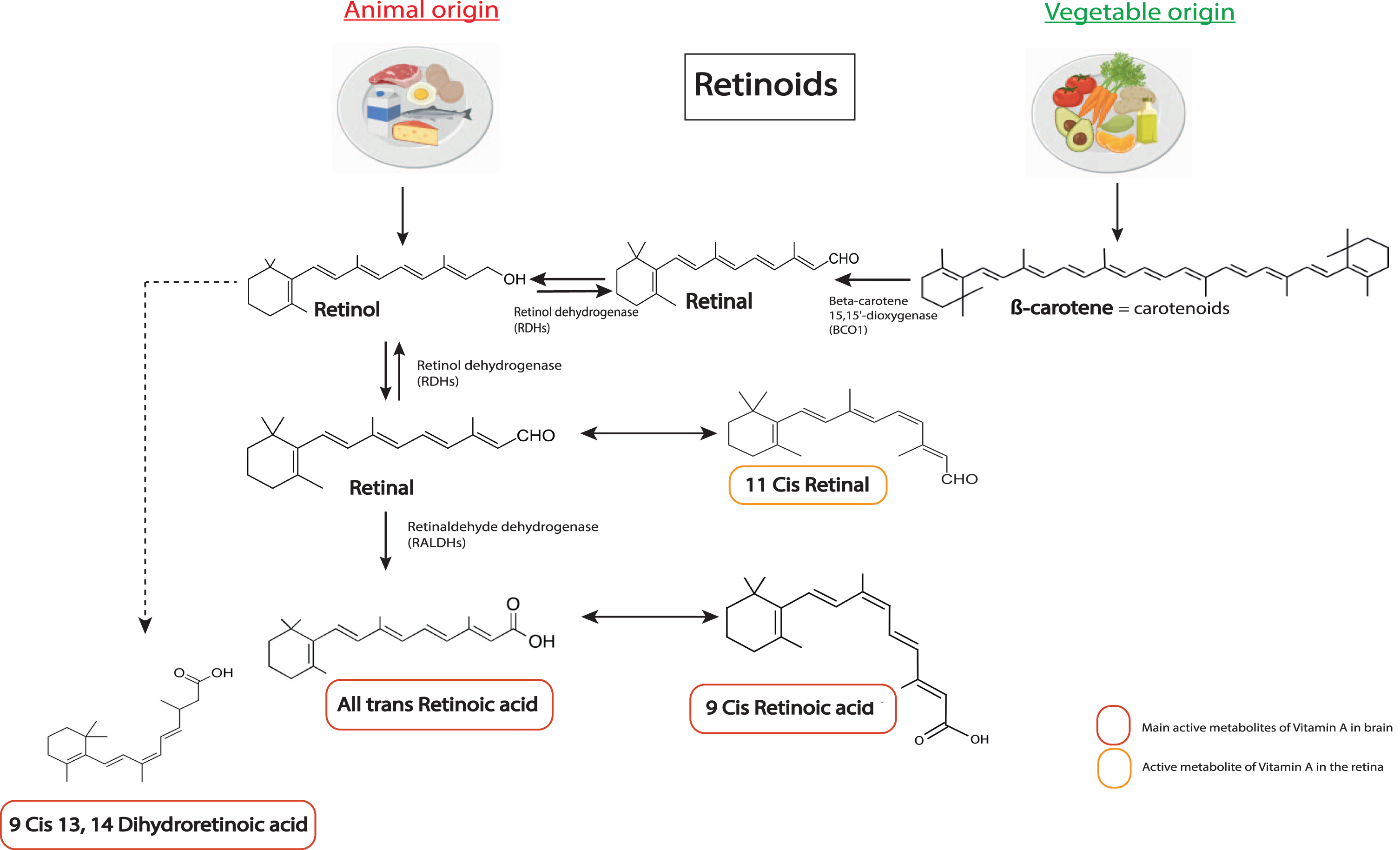 Chemical structures of the main retinoids metabolized in the body. Retinol (vitamin A) is directly provided by animal sources. Carotenoids, such as β-carotene, are precursors of retinol from vegetable sources that can be converted into retinol by the organism. Retinol is metabolized into retinal by enzymes of the RDHs family, which can also be converted back to retinol. Retinal can be metabolized into 11 cis retinal. A key bioactive metabolite produced from retinal is RA (all trans retinoic acid), which is irreversibly metabolized by a RALDH protein (ALDH1A1 belongs to RALDHs). RA can be metabolized in 11-Cis Retinal, which is an active metabolite in the retina, and in 9-cis RA, another key active metabolite for the brain. Alternatively, retinol can be transformed in 9CDHRA, an endogenous RXR ligand. RDHs, retinol dehydrogenases; RALDHs, retinaldehydes dehydrogenases.