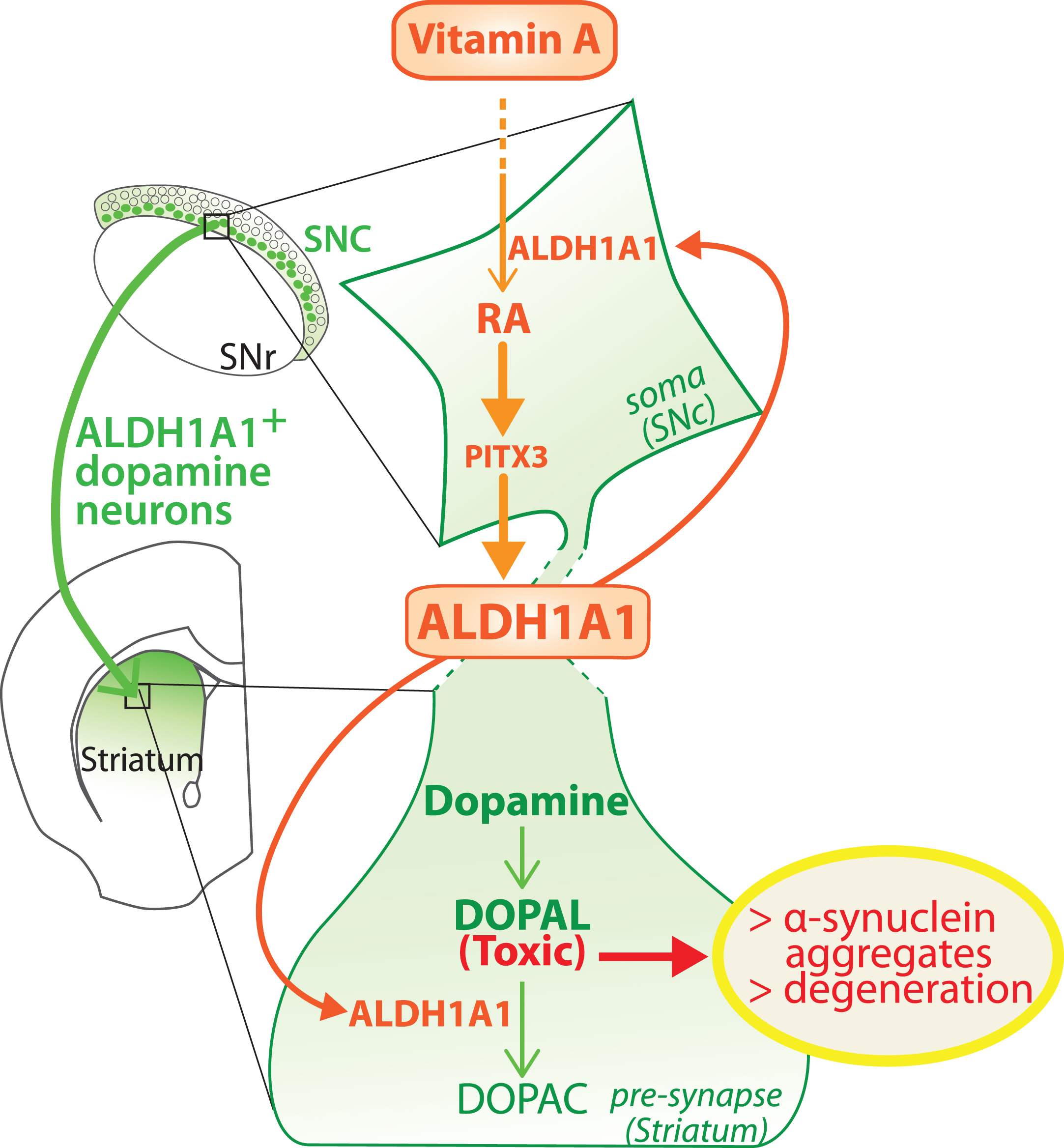 Model of the dual role played by ALDH1A1 in the nigro-striatal pathway. ALDH1A1 is involved in the metabolic pathway of RA because it synthesizes RA from retinal. In parallel, ALDH1A1 is involved in catabolic pathway of dopamine because it degrades DOPAL to DOPAC. Considering that RA controls the expression of ALDH1A1 through PITX3, the model proposes that ALDH1A1 expression is controlled by vitamin A bioavailability. SNc, substantia nigra pars compacta; SNR, substantia nigra pars reticulata.