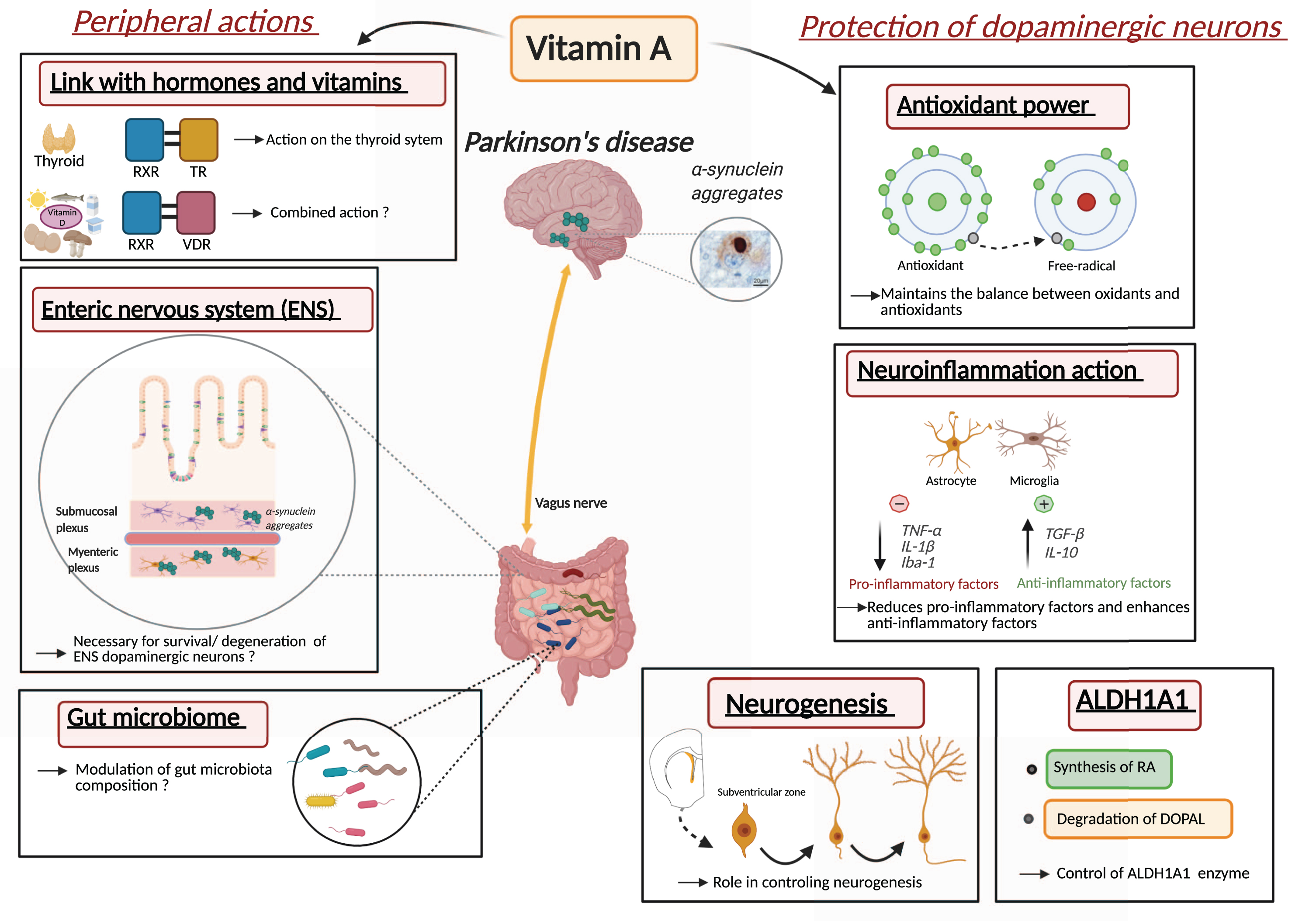 Proposed roles and mechanisms of vitamin A metabolism in the pathophysiology of Parkinson’s disease. Inset with α-synuclein aggregates from [110].