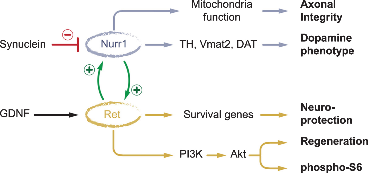 New data obtained from two PD patients who had received NRTN gene therapy 8-10 years earlier [17], point to an interesting interplay between Nurr1 and the GDNF/NRTN signaling receptor Ret, providing a feed-forward mechanism that allows GDNF (or NTRN) to potentiate its own signaling via Ret-induced activation of Nurr1. In the proposed model, downregulation of Nurr1 is caused by the appearance of toxic levels of α-synuclein and/or α-synuclein inclusions [8, 10], or by α-synuclein entering the nucleus [11, 12], resulting in suppression of Ret signaling that is most pronounced in aggregate-containing DA neurons lacking TH expression [16]. Upregulation of Ret, as seen in a sub-portion of the affected nigral DA neurons in the NRTN-treated patients, activates in turn Nurr1 and its downstream targets, including TH [11]. Relations indicated by the arrows are based on references [7, 11, 18–20].