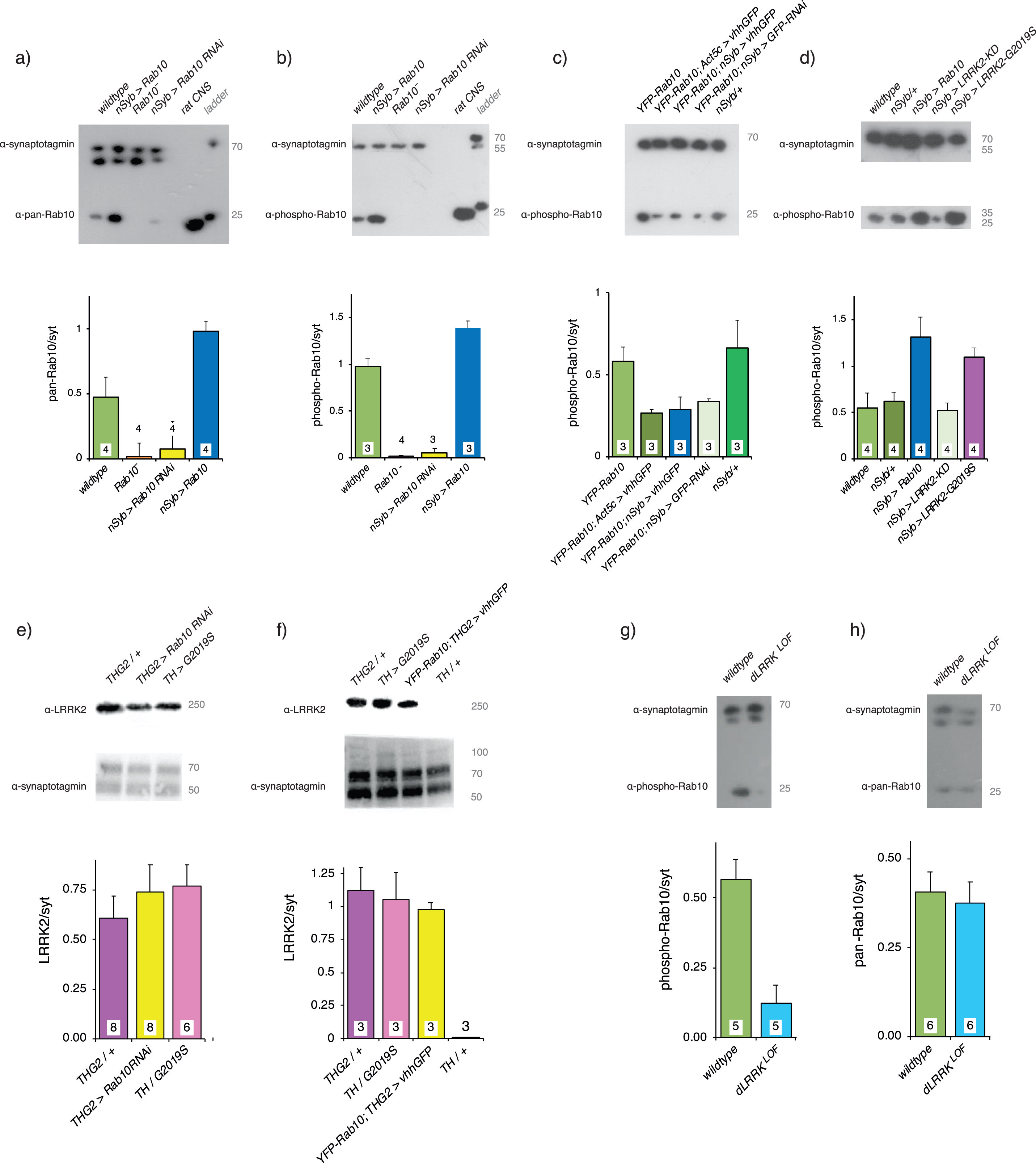 Validation of Rab10 depletion and phosphorylation in vivo. a) A pan-hRab10 antibody detects dRab10 and shows that Rab10 is increased by neuronal (nSyb-GAL4) expression of UAS-Rab10, abolished in the Rab10− null, and substantially reduced by neuronal expression of Rab10RNAi. Antibody-specificity was confirmed by rat CNS binding. b) A phosopho-hRab10 antibody detects phospho-dRab10, which is increased by neuronal expression of UAS-Rab10, but undetectable with the Rab10− null or with neuronal expression of Rab10RNAi. c) Validation of deGradFP technique. In flies where endogenous Rab10 has been replaced by YFP-Rab10, global (Act5c-GAL4) or neuronal expression of the vhhGFP nanobody reduces the level of YFP-Rab10 by ∼50%. A slightly smaller reduction is achieved by neuronal expression of GFPRNAi. d) Neuronal expression of Rab10 increases pRab10, as does neuronal expression of LRRK2-G2019S. Neuronal expression of a kinase-dead LRRK2 (KD, LRRK2-G2019S-K1906M) has no effect on the phosphorylation of Rab10. e) Adding Rab10 RNAi expression does not reduce the level of LRRK2-G2019S. f) Adding expression of the GFP nanobody does not reduce the level of LRRK2-G2019S. Note that the THG2 and TH > G2019S samples in f are different to those in e. g) The dLRRKLOF mutations in the fly LRRK2 ortholog, dLRRK is a severe loss of function P-element insertion. This mutant reduces the phosphorylation of Rab10. h) dLRRKLOF, however, does not affect the pan-Rab10 level. Loading control: α-drosophila-synaptotagmin (α-syt), which recognizes at least 3 isoforms, depending on the blot time. Each panel contains a sample blot and quantification (using the upper α-syt band for each blot) below. Exact genotypes in Supplementary Table 2.