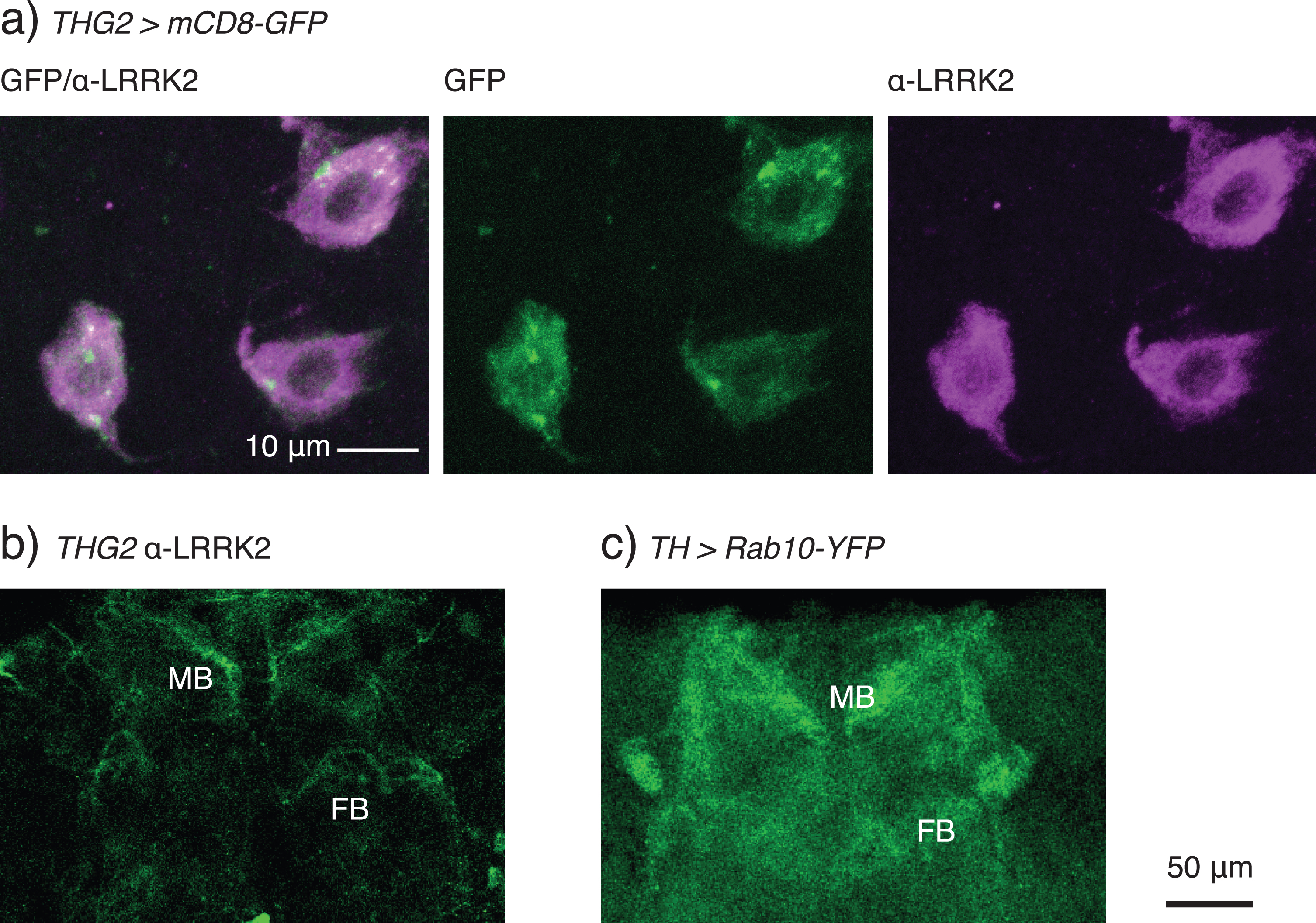 LRRK2-G2019S is found in the cytoplasm of the cell soma and in the synaptic endings of dopaminergic neurons. a) Confocal stack through the TH-VUM and DADN neurons in the ventral part of the brain of a THG2 > mCD8-GFP fly. Note that LRRK2 protein is found more in the cytoplasm than the nucleus, and that there are areas of the cytoplasm with less LRRK2 staining. mCD8-GFP expression is used to mark dopaminergic neurons. The confocal stack spans the whole depth of these dopaminergic neurons. b) LRRK2 is found in the synaptic endings in the mushroom bodies (MB) and weakly in the fan-shaped body (FB). Single confocal section with α-LRRK2 antibody, cropped to select the neuropil. c) Dopaminergically expressed Rab10-YFP is found in the same synaptic neuropils. Stack of two confocal images, cropped to include just the neuropil. Images representative of at least 3 preparations. Exact genotypes in Supplementary Table 7.
