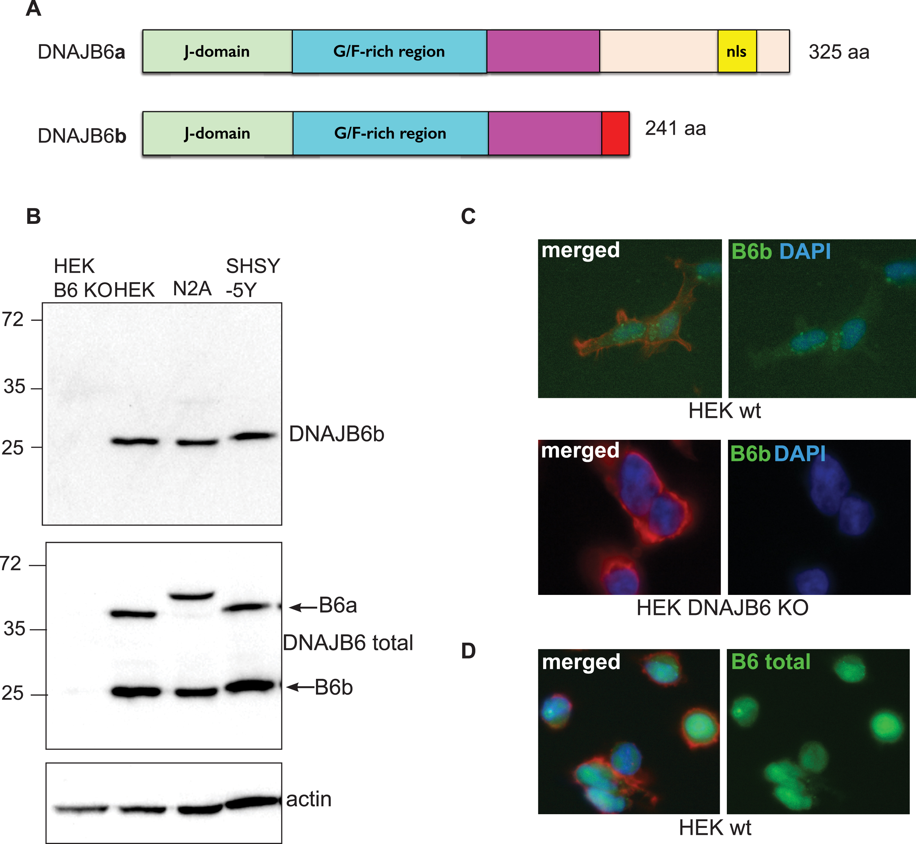 Expression of endogenous DNAJB6b as evaluated by western blot and immunocytochemistry. A) Illustration depicting the two major isoforms of DNAJB6 and their domains. nls, Nucleus Localization Signal. B) Expression of DNAJB6b in lysates from cell lines, analyzed by probing membranes with anti-DNAJB6b and HRP conjugated anti-rabbit antibodies. The membrane was probed with anti-total DNAJB6 and anti-actin as a control. C) DNAJB6 KO HEK 293 cells or wt HEK293 cells were probed with anti-DNAJB6b antibody, phalloidin-Alexa 547 as well as secondary anti-rabbit Alexa 488 coupled antibody. D) wt HEK293 cells were probed with anti- total DNAJB6 antibody, phalloidin-alexa 547 as well as secondary anti-rabbit alexa 488 coupled antibody.