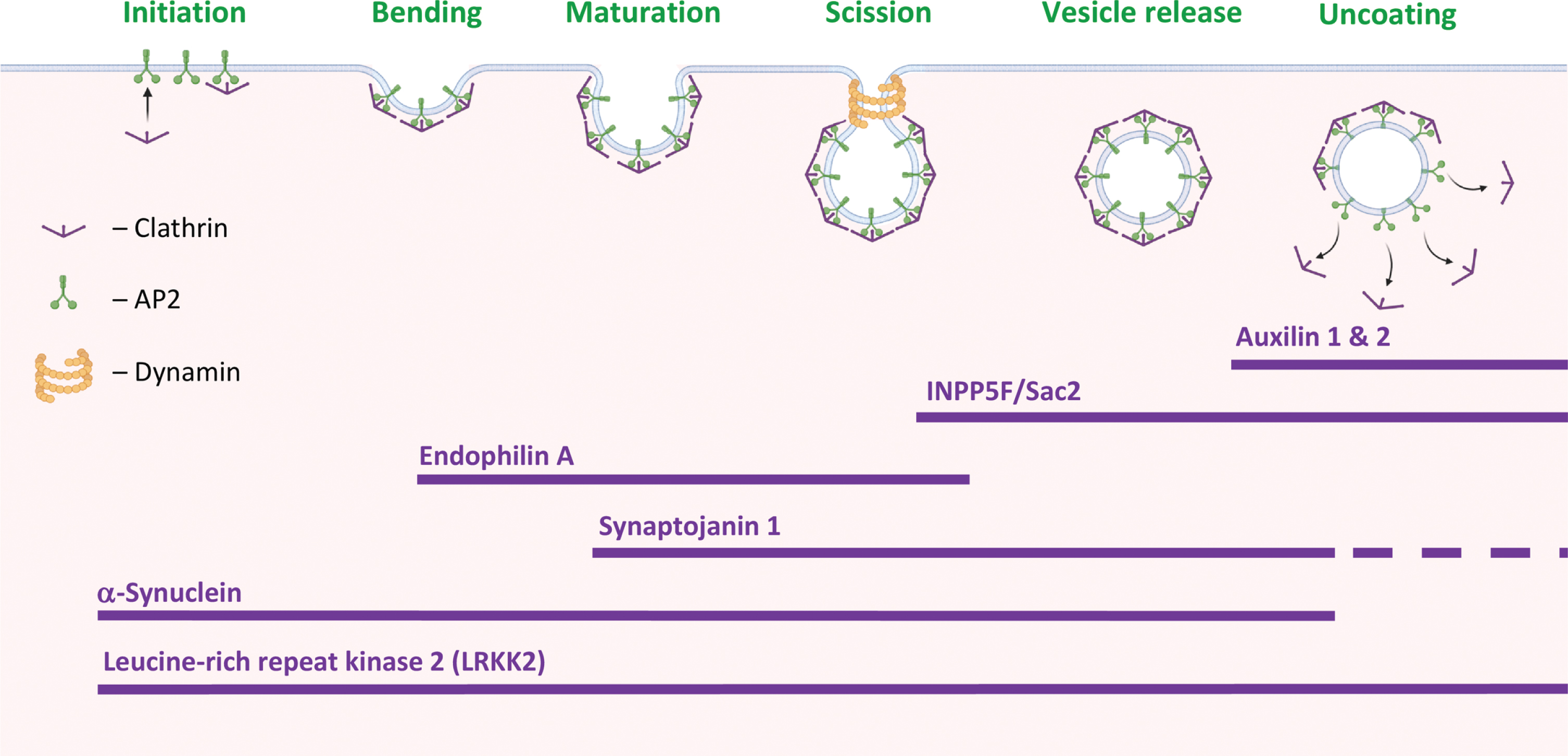 PD-proteins in clathrin-mediated endocytosis. Stages in clathrin-mediated endocytosis (CME) and the suggested involvement of PD-associated proteins at specific stages of the process. Created with BioRender.com.
