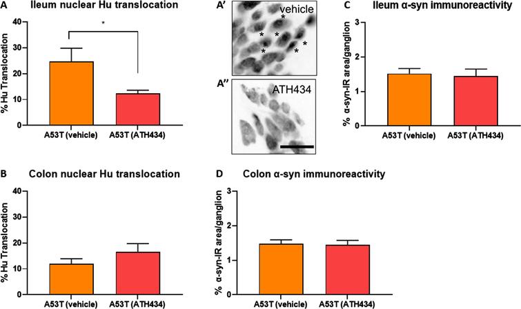 ATH434 reduced the proportion of neurons with nuclear Hu+ translocation in the ileum but had no effect on alpha-synuclein accumulation in the prevention paradigm. Treatment with ATH434 reduced the proportion of neurons with nuclear translocation of Hu+ in the ileum (A, A’, and A”), but not the colon (B) in A53T mice. *indicate neurons with nuclear Hu translocation. Scale bar = 50μm. ATH434 had no effect on alpha-synuclein accumulation in the ileum (C) or colon (D). Data were analyzed by unpaired t-test. Data represent the mean±SEM (100–300 cells were counted for Hu translocation studies and n = 50 ganglia/group were quantified for alpha-synuclein immunoreactivity. All studies used 5–6 wholemount preparations per cohort); *p < 0.05.