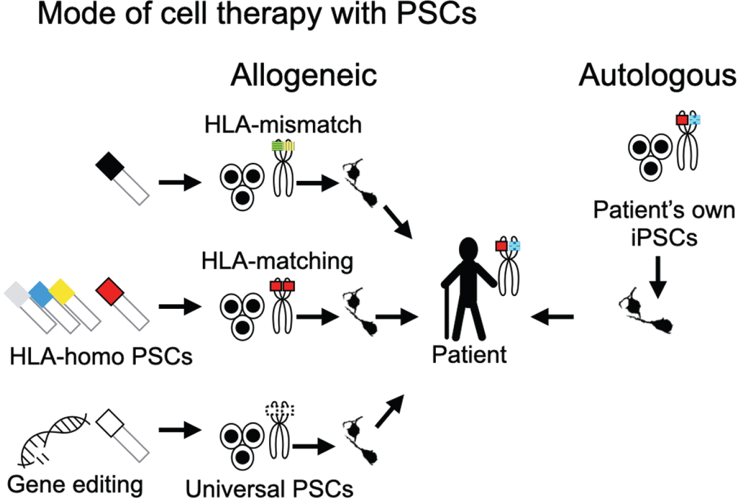 Modes of PSC-based cell therapies. Cell therapies using PSCs can be divided into two types from the perspective of the donor origin: allogeneic and autologous transplantations. Allogeneic transplantations are subdivided into HLA-mismatch transplantation, HLA-matching transplantation, and universal PSC-based transplantation. The colors and the patterns in the schema of the chromosomes indicate the haplotypes of HLA. For HLA-matching transplantation, cell lines with HLA-homologous haplotypes (HLA-homo PSCs) are normally used to increase the probability of matching. For clinical application, different HLA-homo PSC lines must be banked. Universal PSCs promise transplantations without inducing an immune response to any recipient. They can be derived by editing genes for T-cell responses (e.g., HLA-A, -B, -DR, PD-L1, CTLA4) and NK cells (e.g., HLA-C, -E, -G).