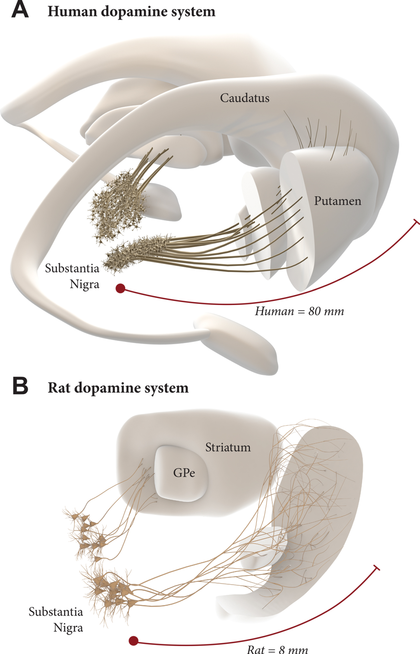 Intranigral grafting is attractive as a way to achieve more complete circuitry repair, more refined functional regulation of the grafted neurons, and more widespread reinnervation of the DA-deficient forebrain areas. The use of this approach in the human brain, however, is a challenge due to the 10-fold greater length of the human DA system (A), compared to the one in the rat brain (B). This may require a combined therapeutic approach where growth promoting factors are used to increase the growth capacity of the grafted mDA neurons.