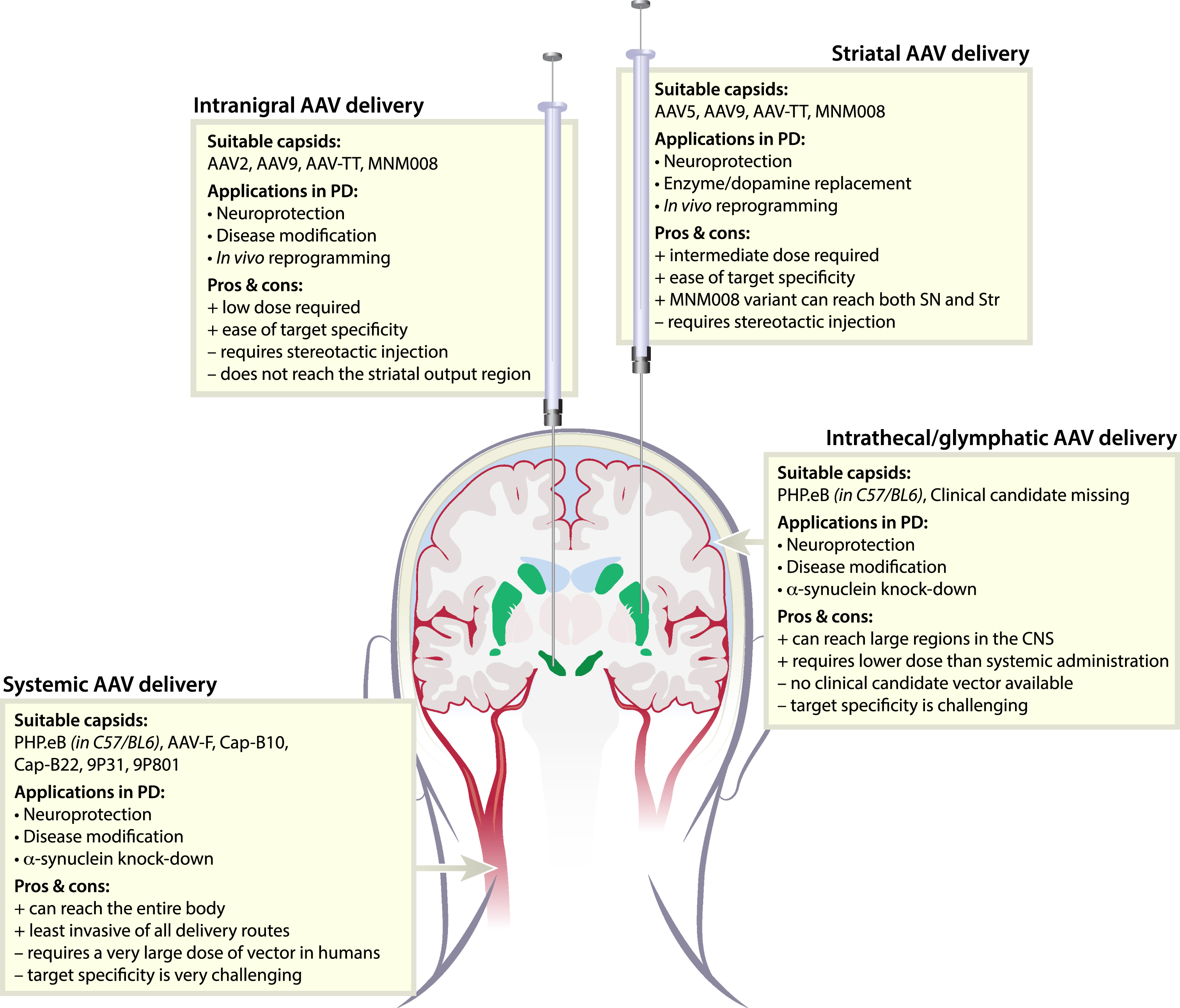 Delivery routes and suitable AAV variants for gene therapy in Parkinson’s disease. To target the basal ganglia, AAV vectors can be delivered through four different routes; Intranigral, striatal, intrathecal, or systemic. All routes have advantages but also present challenges. Fortunately, we now have engineered AAV-vector capsids suitable for most routes.