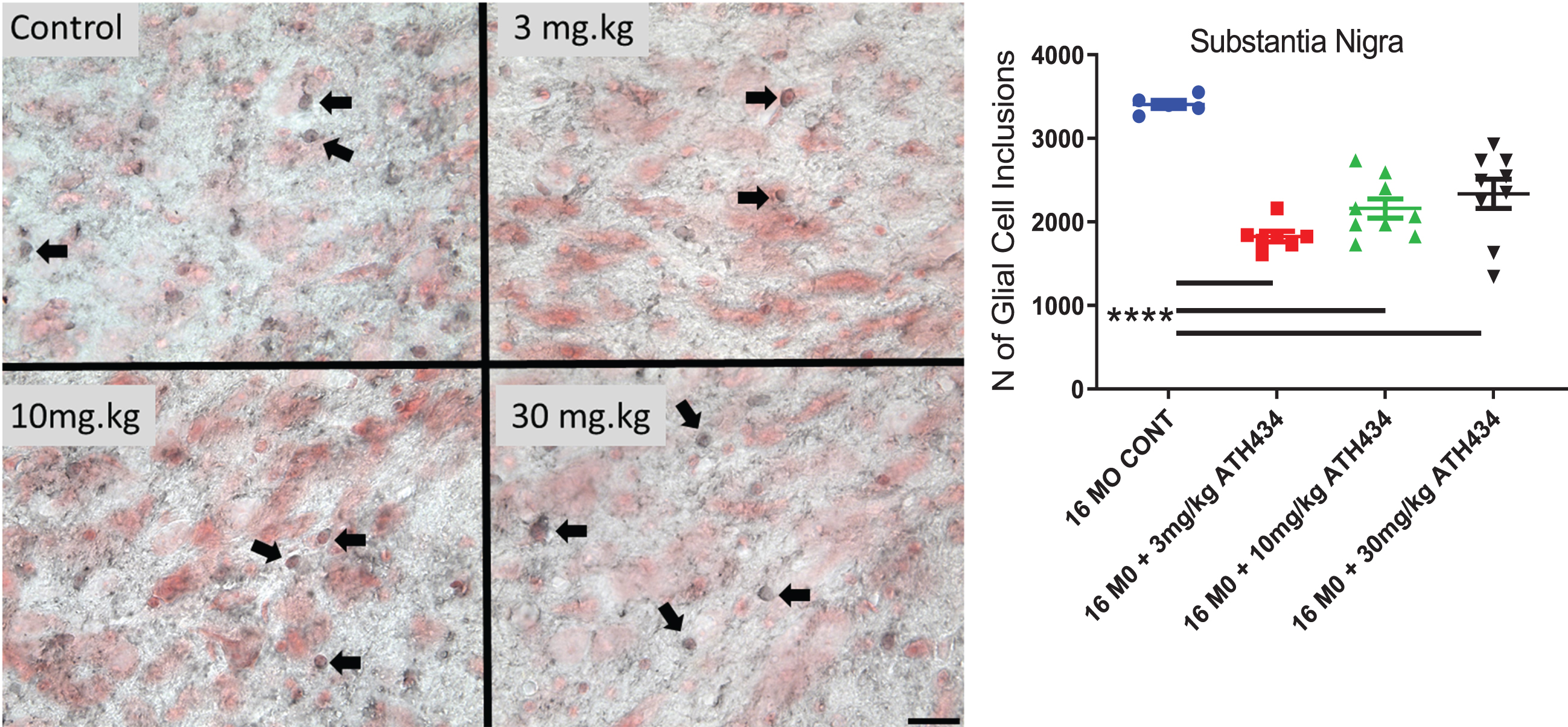 The number of Glial Cell Inclusions (dark staining, Arrows) in the Substantia Nigra pars compacta (neurons red staining) in 16-month PLP-α-syn mice. Four months of treatment with ATH434 in various doses reduced the number of GCI within the SN (Mean±SEM, Ordinary ANOVA, F = 19.98, p < 0.0001). One way ANOVA with Dunnett’s Post hoc test comparing to the 16-month untreated animals indicated that 3 mg/kg (46%decrease), 10 mg/kg (37%decrease), 30 mg/kg (31 %decrease) significantly reduced the number of GCI p < 0.0001. (16 MO CONT vs. 3 mg/kg p≤0.0001; 16 MO CONT vs. 10 mg/kg p≤0.0001; 16 MO CONT vs. 30 mg/kg p≤0.0001) Panels show photomicrographs showing GCIs within the SN (scalebar = 25 microns).