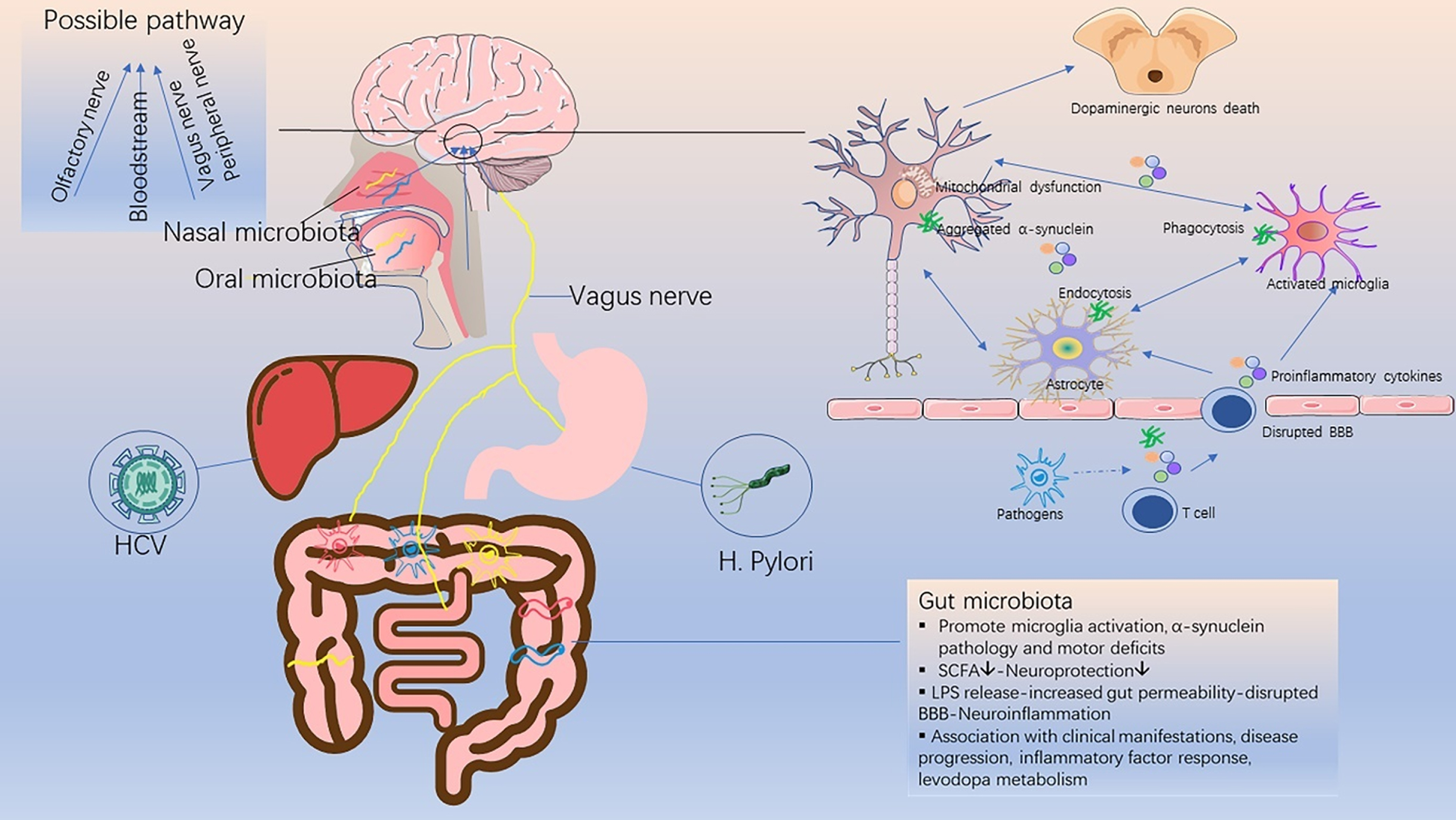 Schematic diagram of the relationship between infective pathogens and Parkinson’s disease. Infective pathogens enter the central nervous system through the bloodstream or nerves, causing inflammatory response and blood-brain barrier disruption through the release of pro-inflammatory cytokines. This subsequently leads to a series of glial activation, neuroinflammation, α-synuclein accumulation and neuronal death, which trigger or accelerate the onset of PD. SCFA, short chain fatty acids; LPS, lipopolysaccharide; BBB, blood-brain barrier.