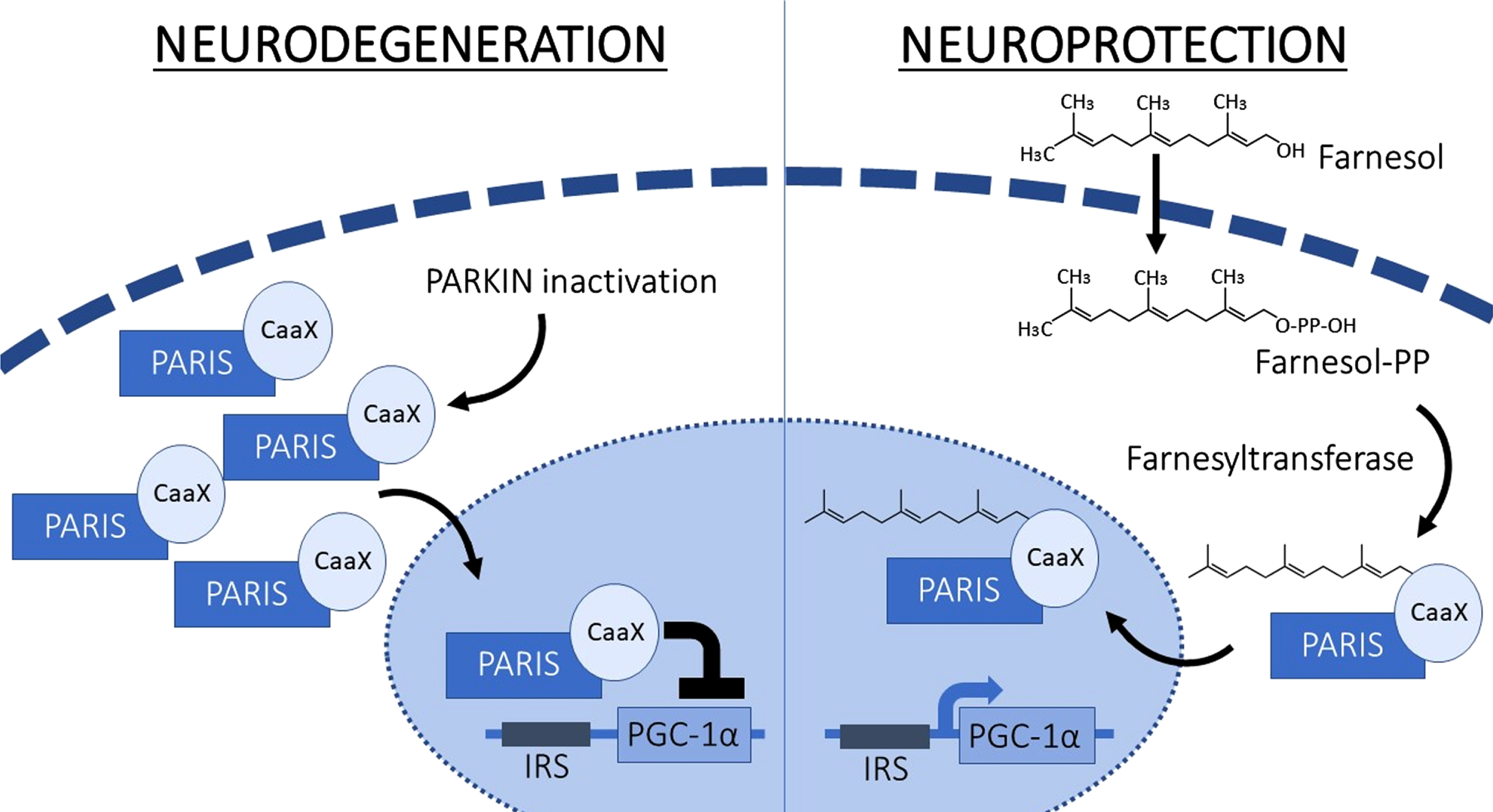 In situations when Parkin is inactivated, or there is exposure to malformed fibrils of alpha synuclein, the level of PARIS increases, which directly leads to transcriptional suppression of PGC-1α, causing reduced mitochondrial function and thus furthering neurodegeneration. Farnesol however fosters the farnesylation of PARIS, thereby intercepting occupancy of PARIS on the PGC-1α promoter which leads to higher levels of PGC-1α and consequently promotes neuroprotection. IRS, insulin response sequences; Farnesyl-PP, Farnesyl diphosphate.